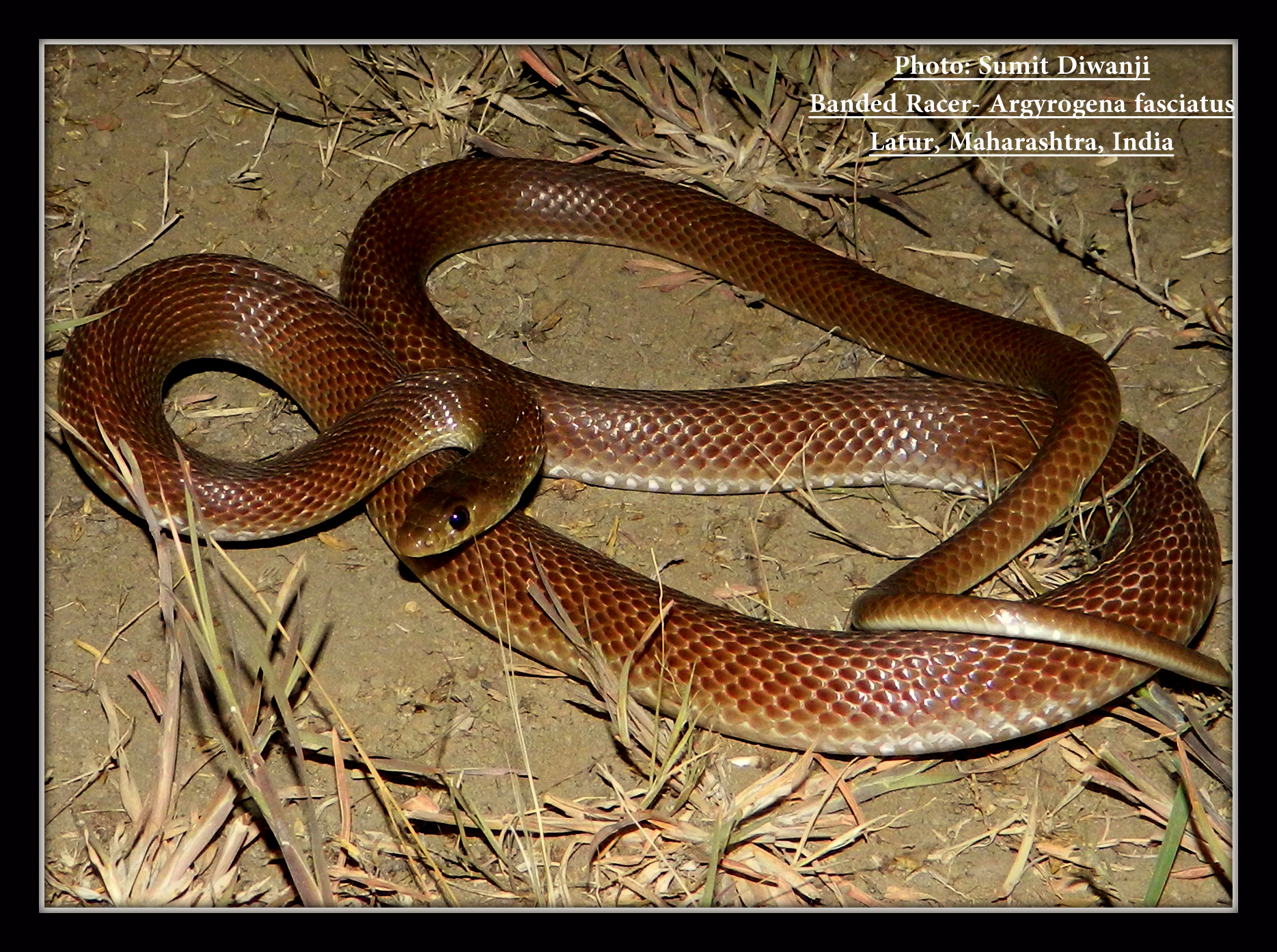 <i>Argyrogena fasciolata</i>; Banded Racer Snake