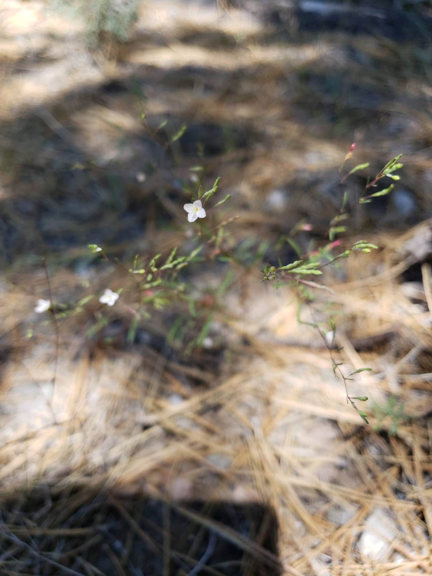 <i>Gayophytum heterozygum</i>