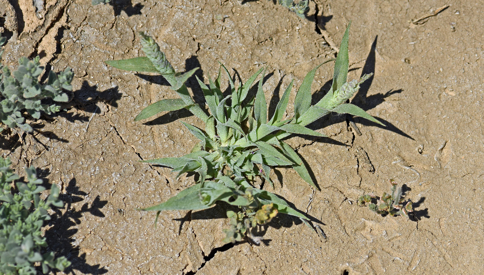 <i>Neostapfia colusana</i>; Colusa Grass
