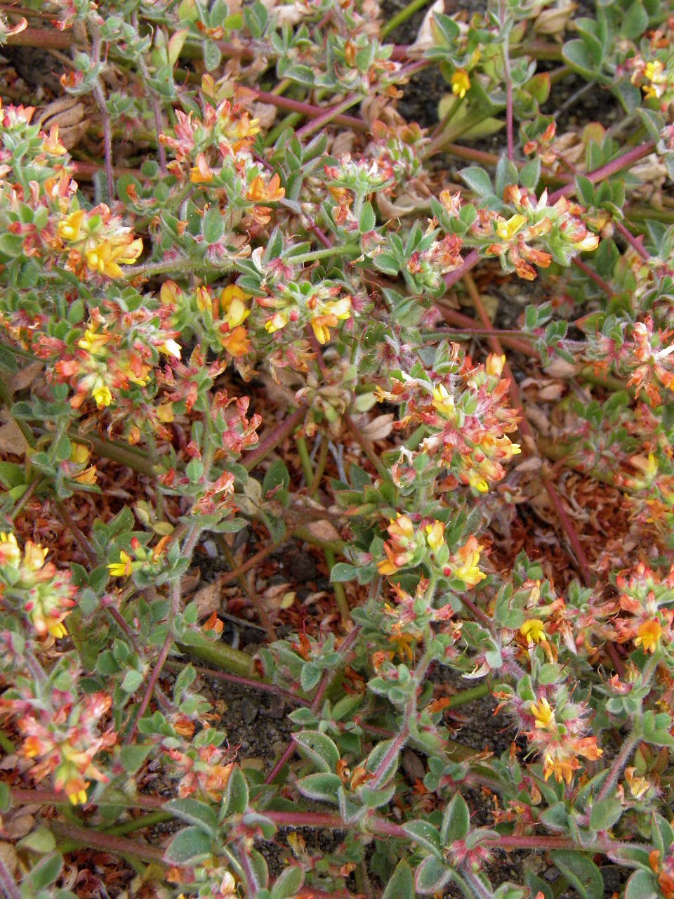 <i>Acmispon prostratus</i>; Nuttall's Acmispon