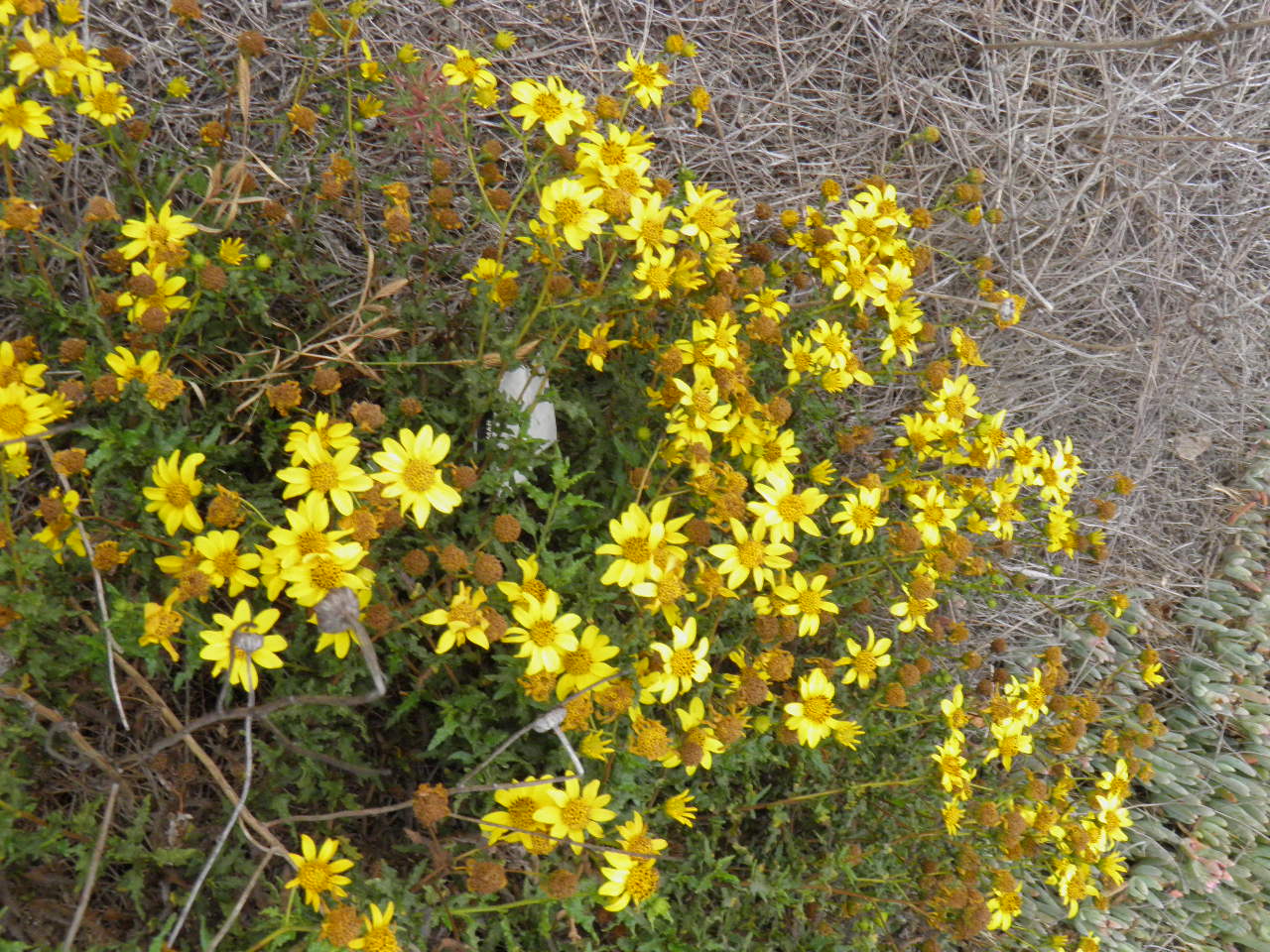 <i>Bahiopsis laciniata</i>; Tornleaf Goldeneye