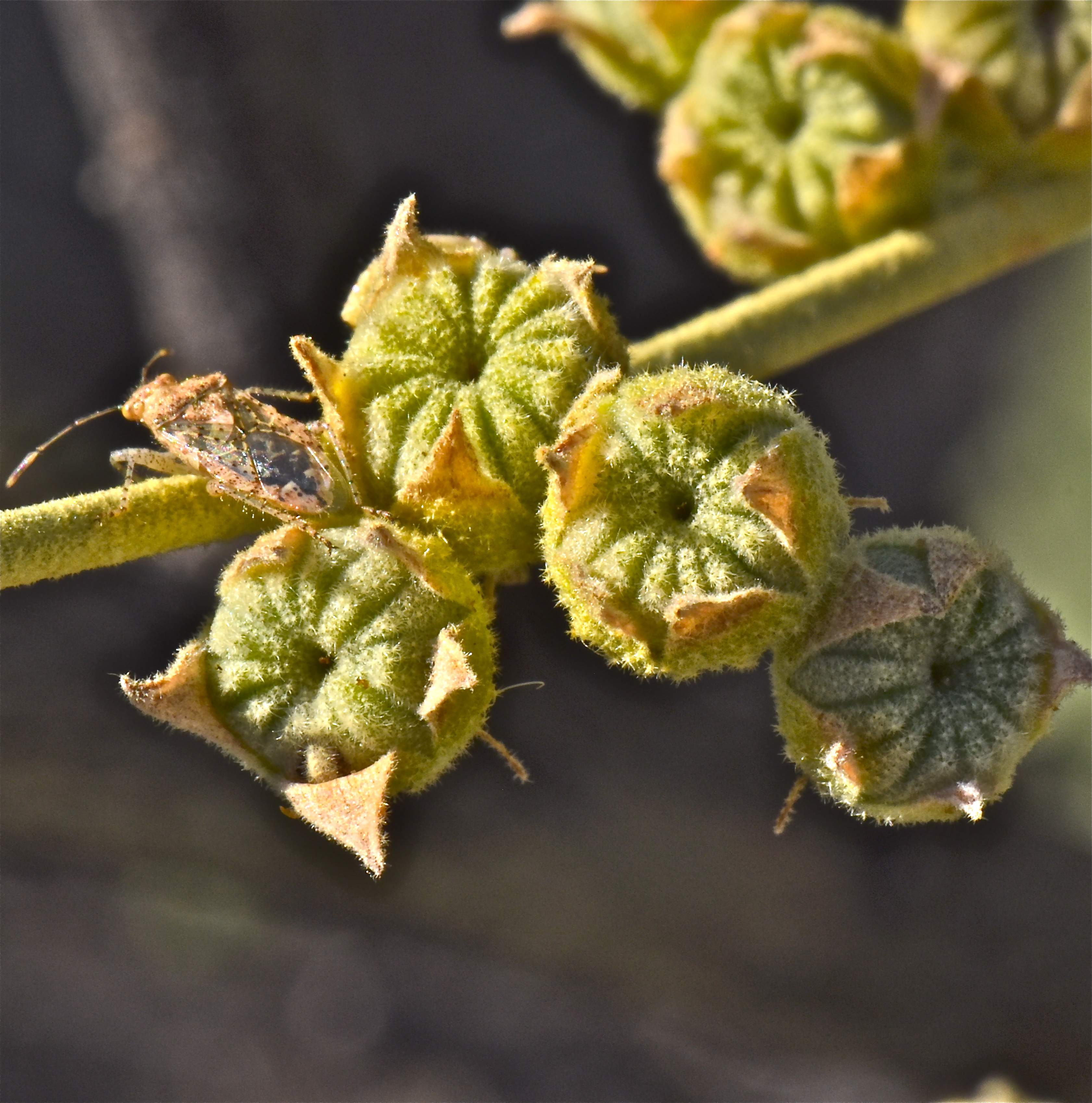 <i>Sphaeralcea ambigua var. rosacea</i>