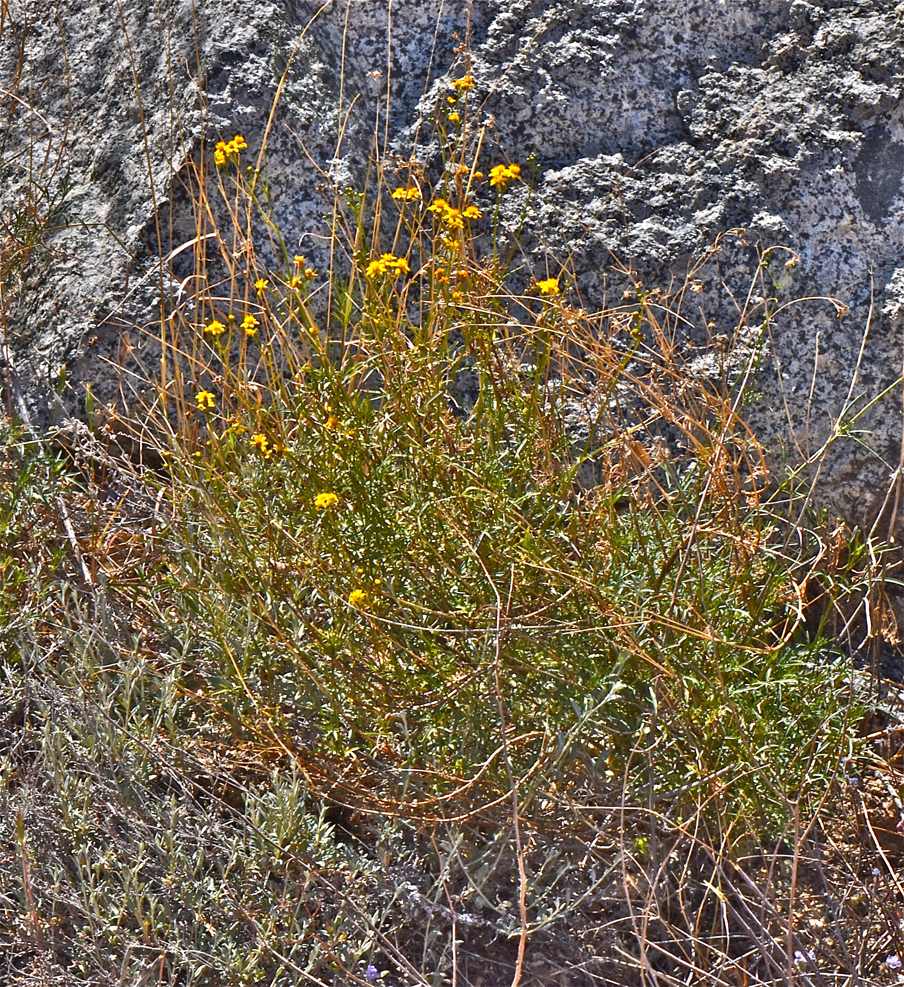 <i>Coreocarpus arizonicus</i>