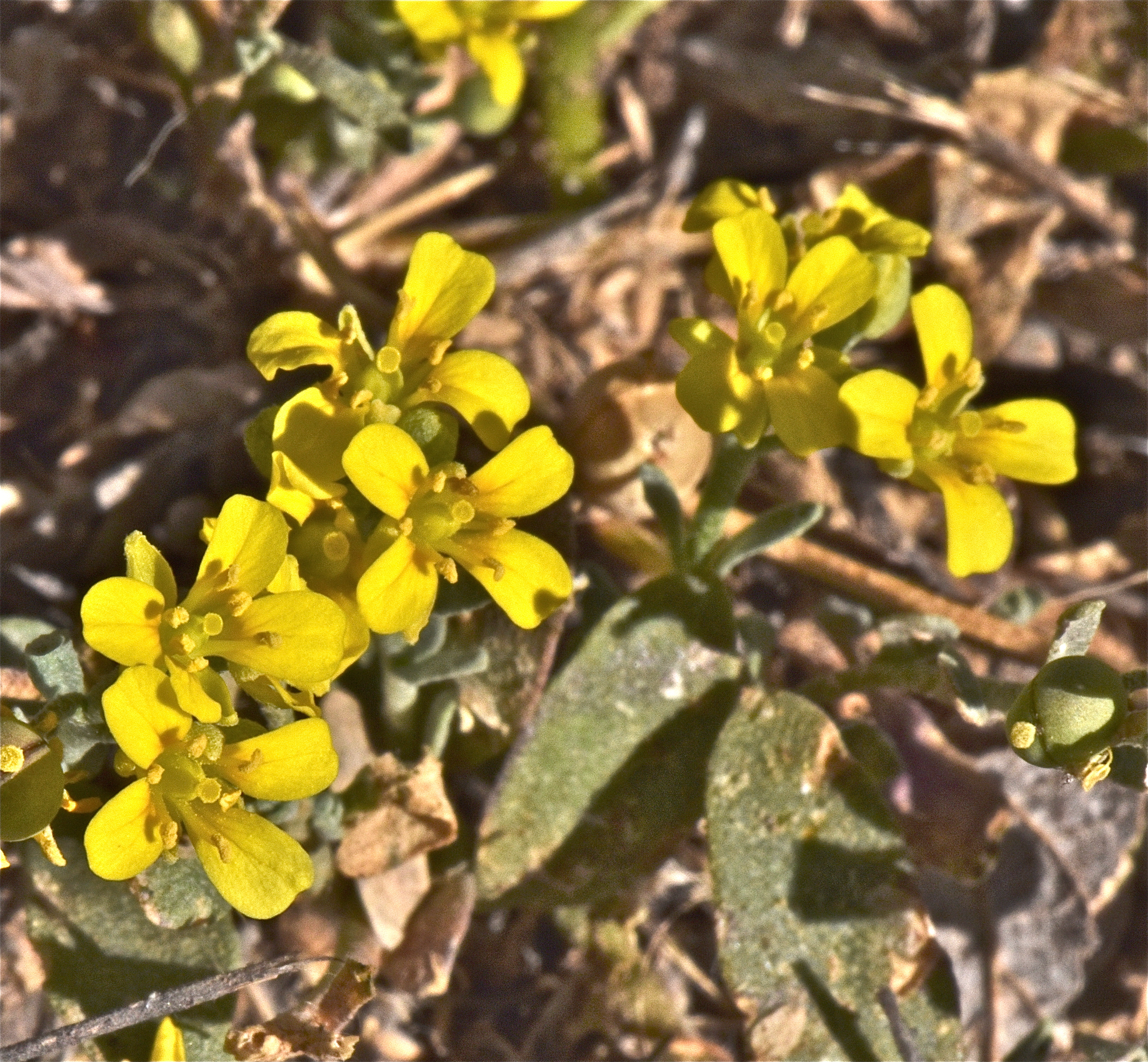<i>Physaria gordonii</i>