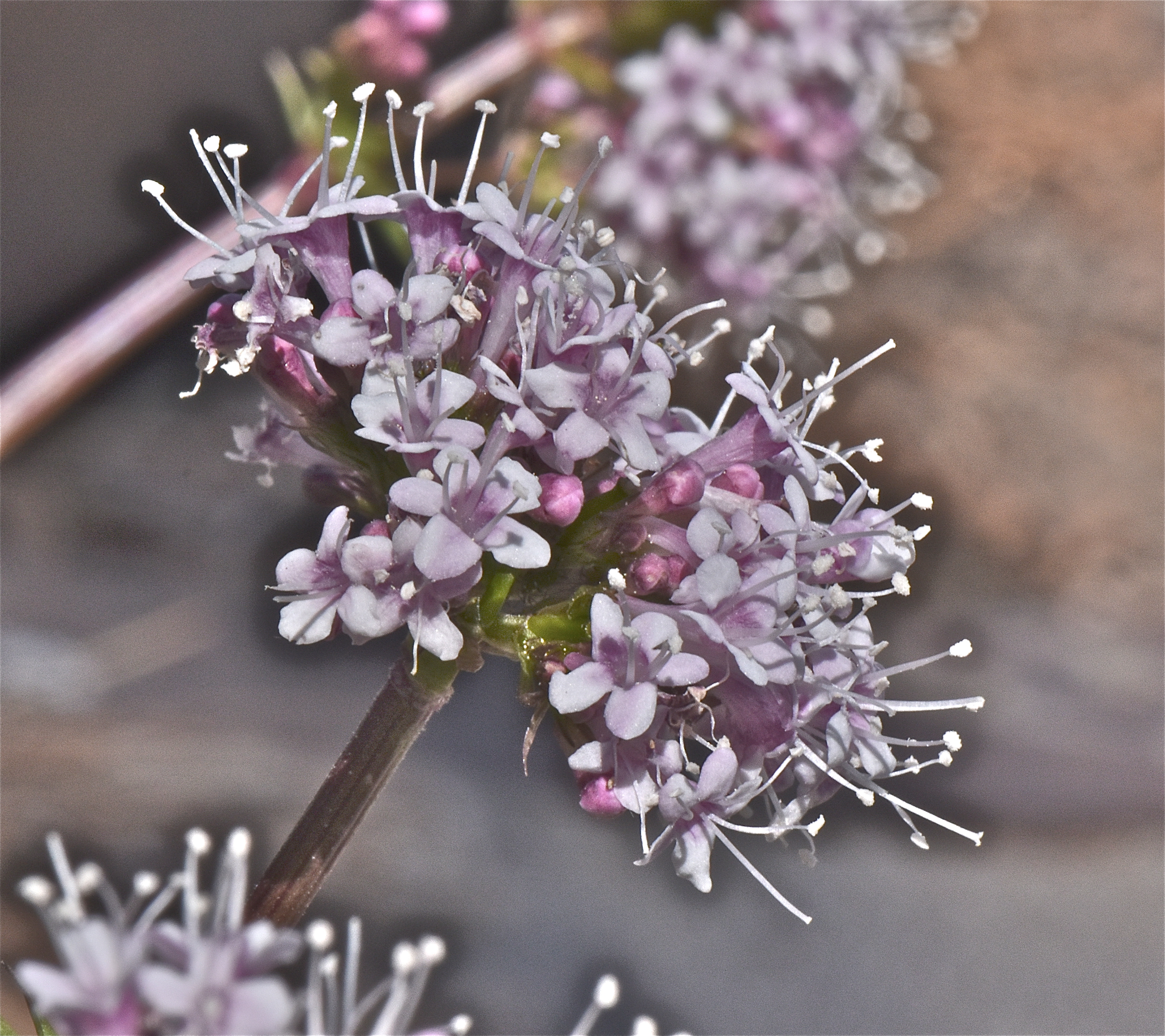 <i>Valeriana acutiloba</i>