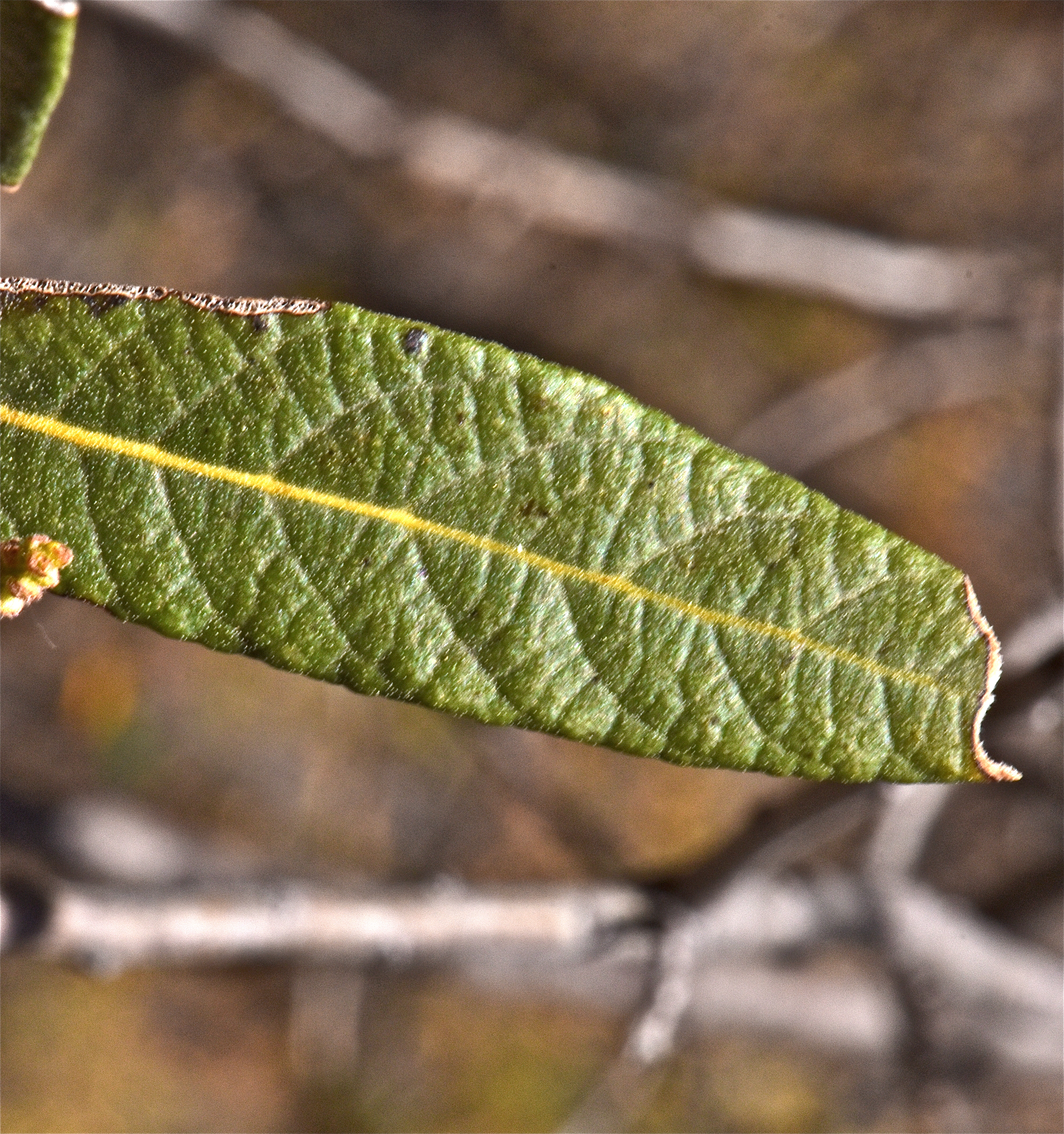 <i>Quercus hypoleucoides</i>