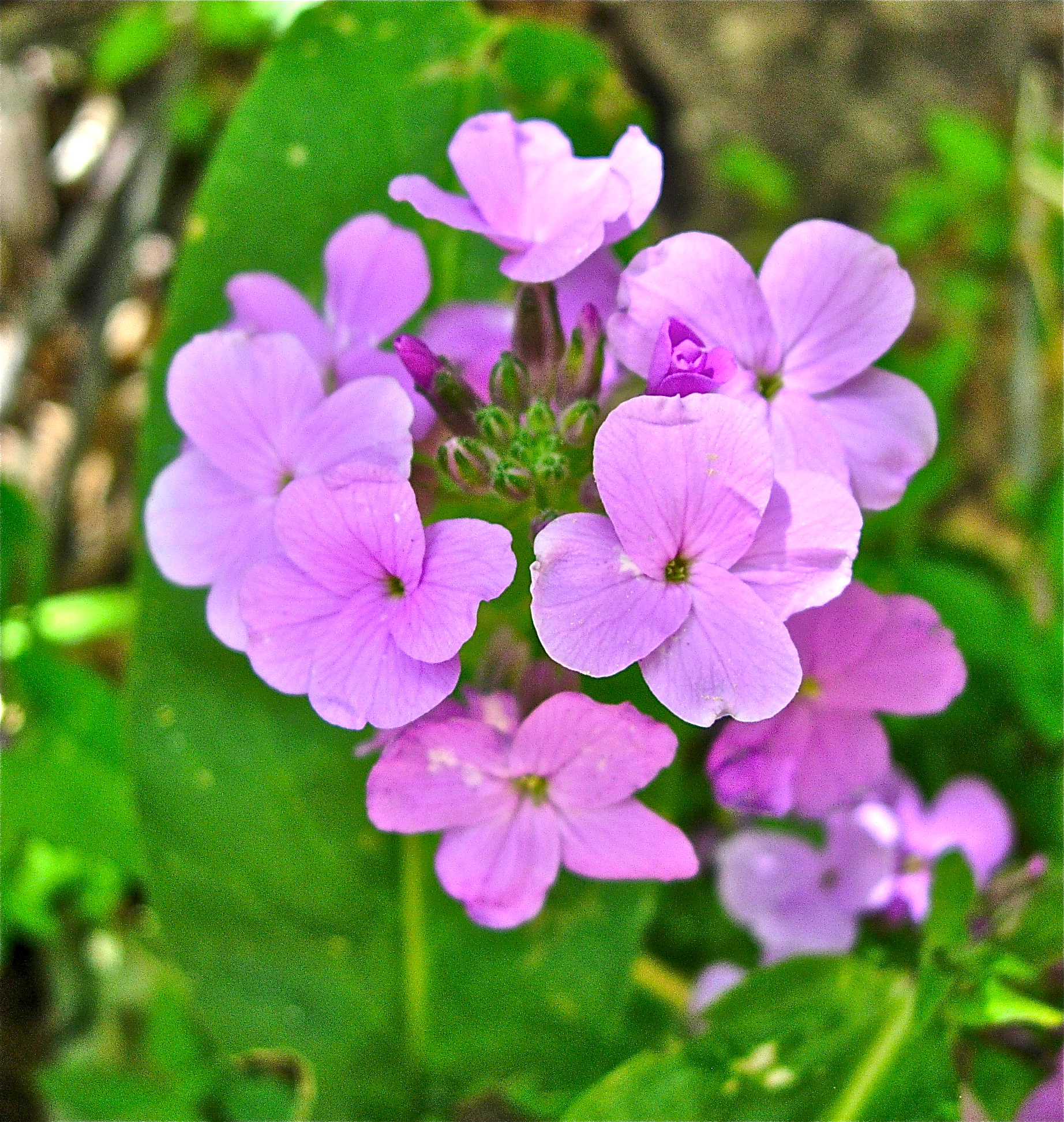 <i>Hesperis matronalis</i>