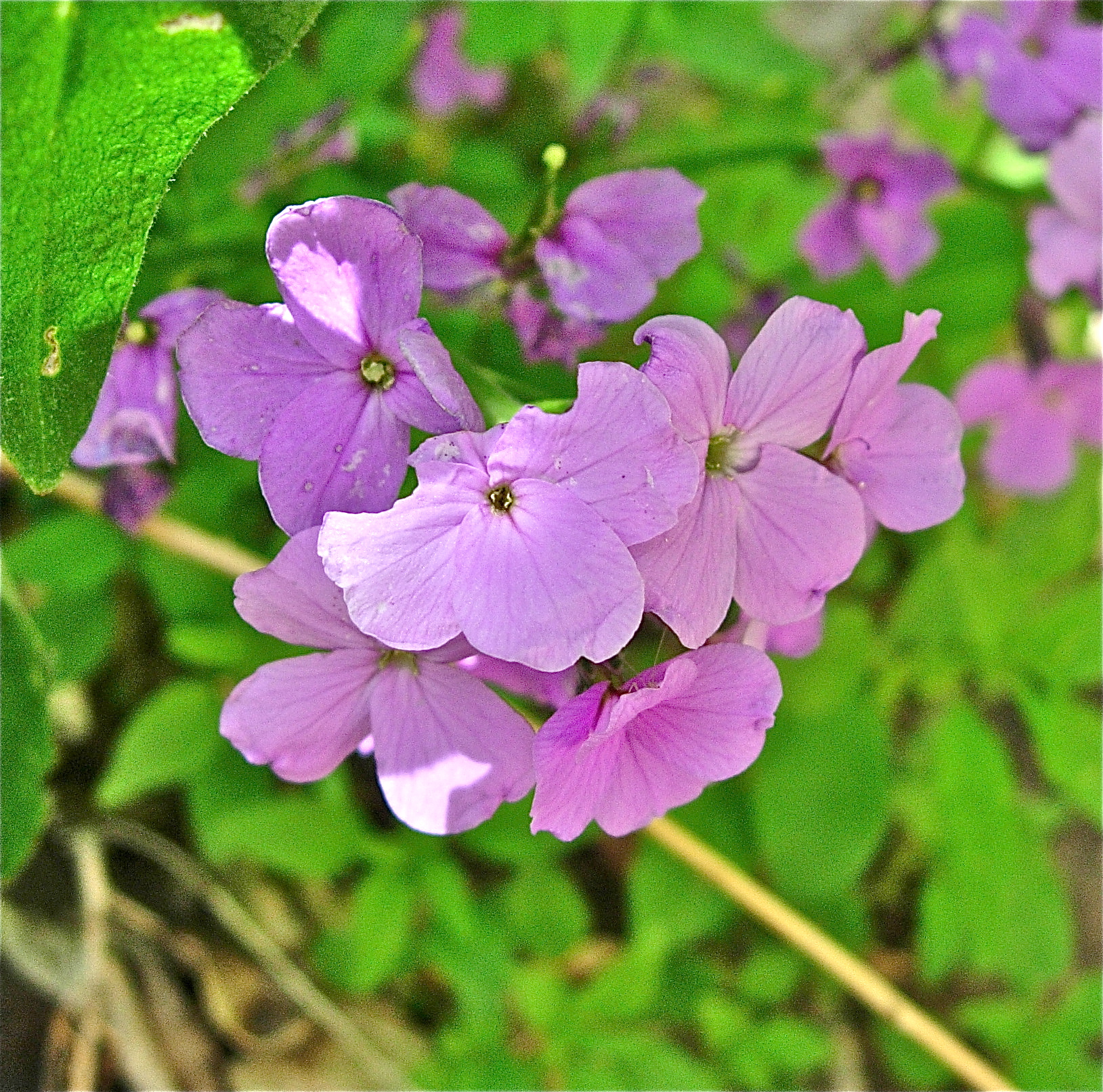 <i>Hesperis matronalis</i>