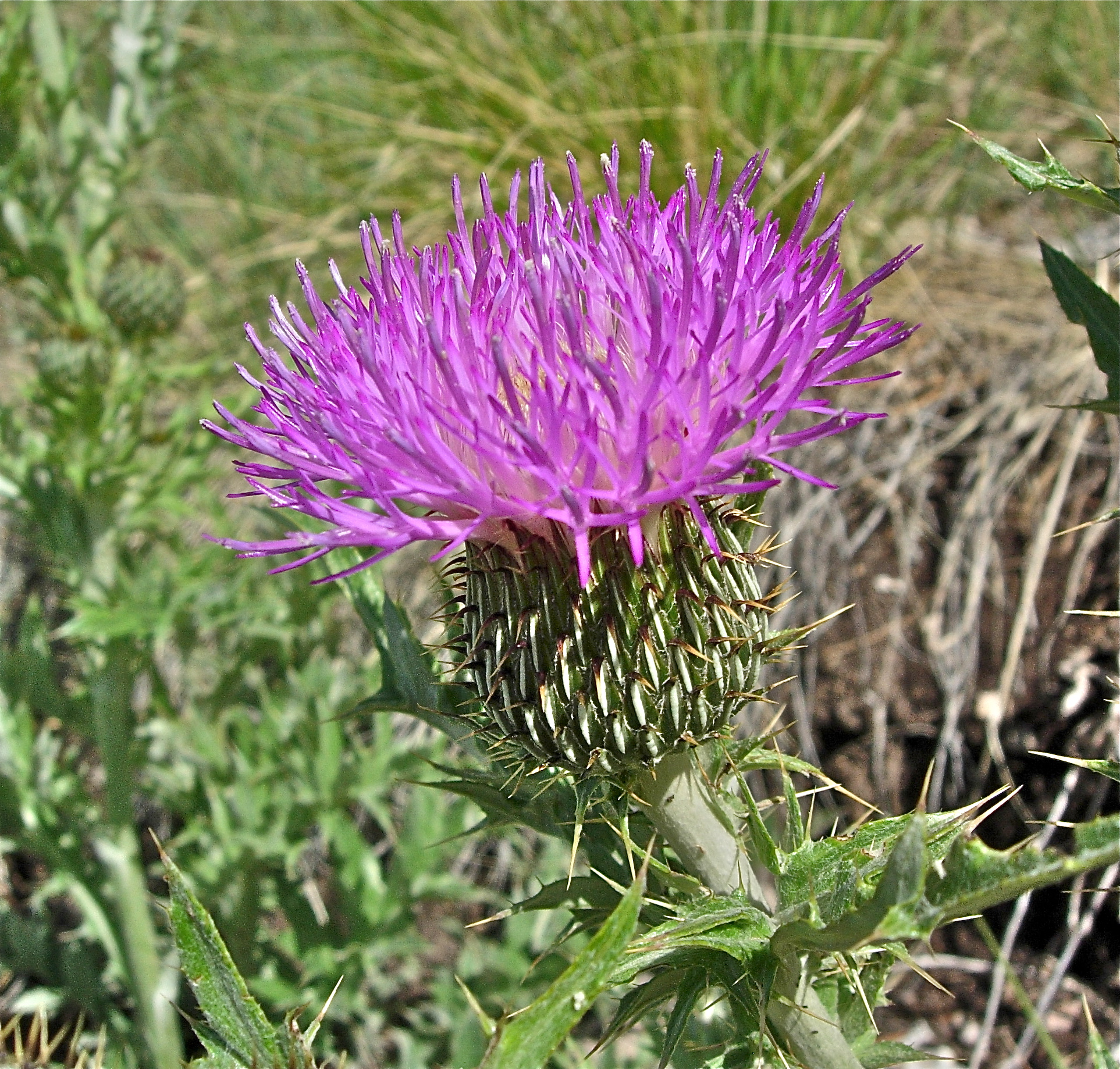 <i>Cirsium flodmanii</i>