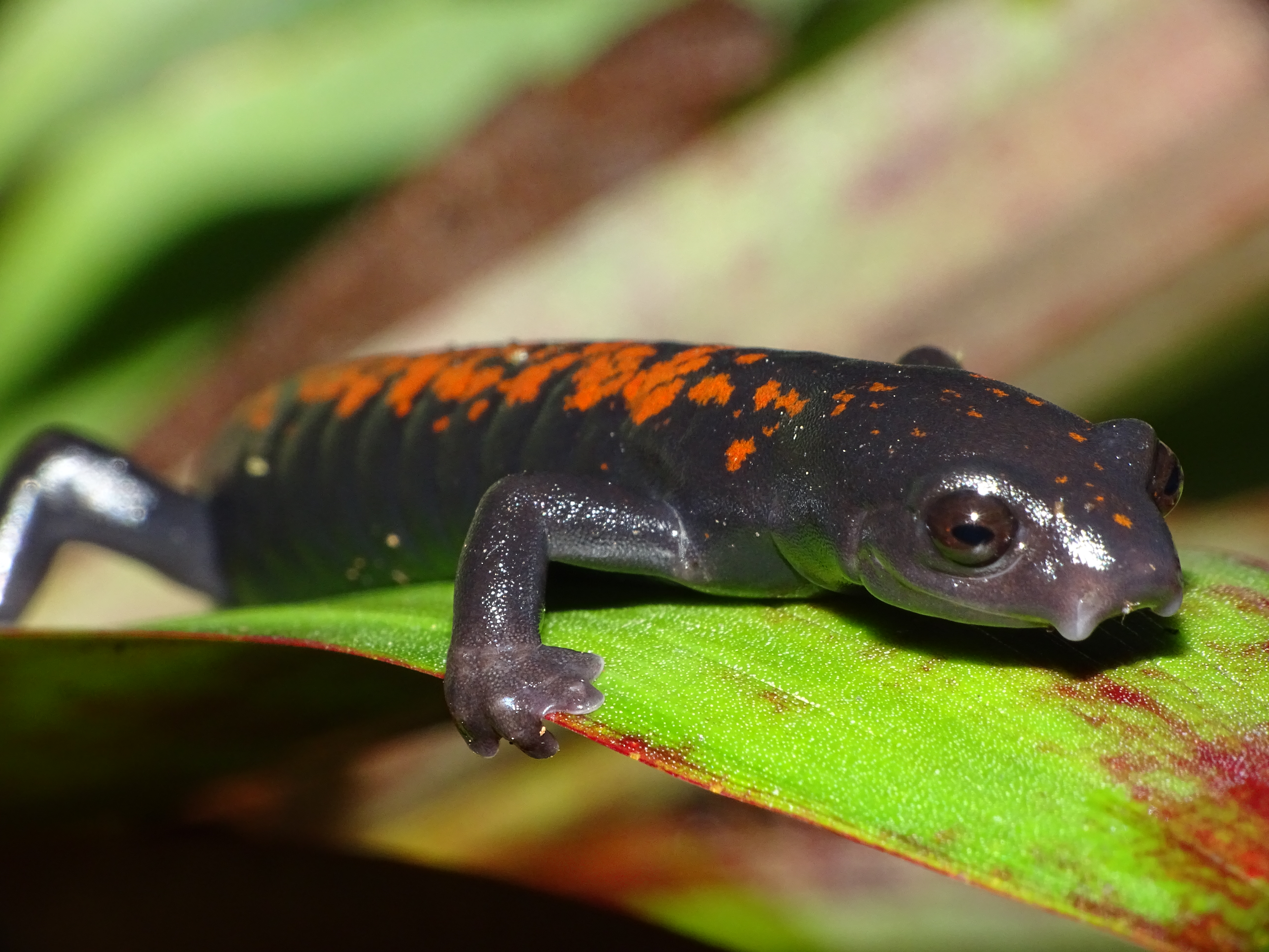 <i>Bolitoglossa compacta</i>; Salamander