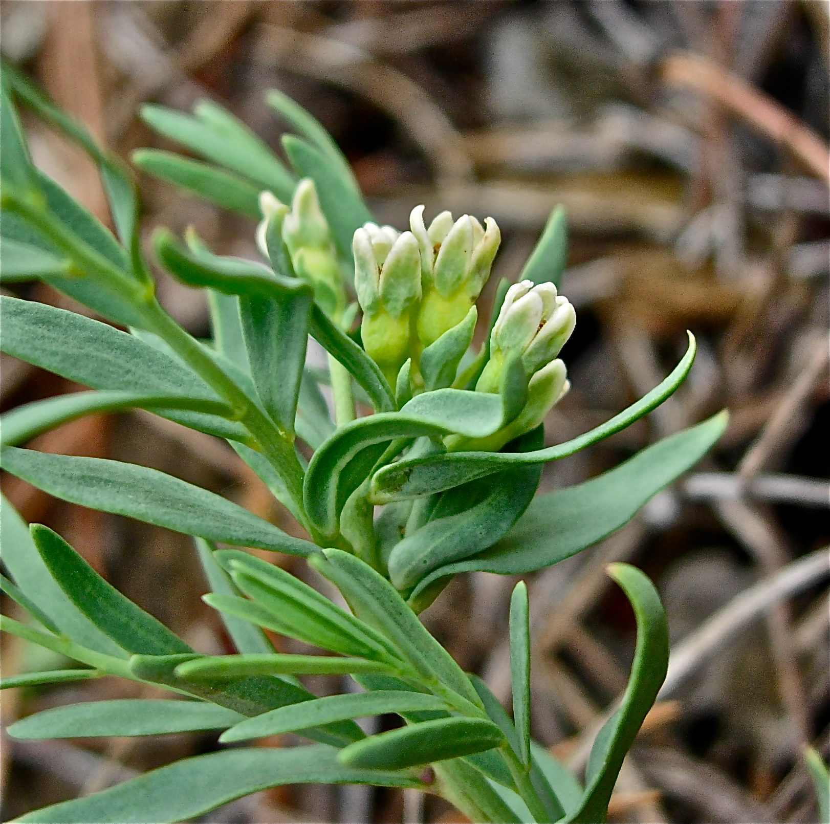 <i>Comandra umbellata ssp. pallida</i>