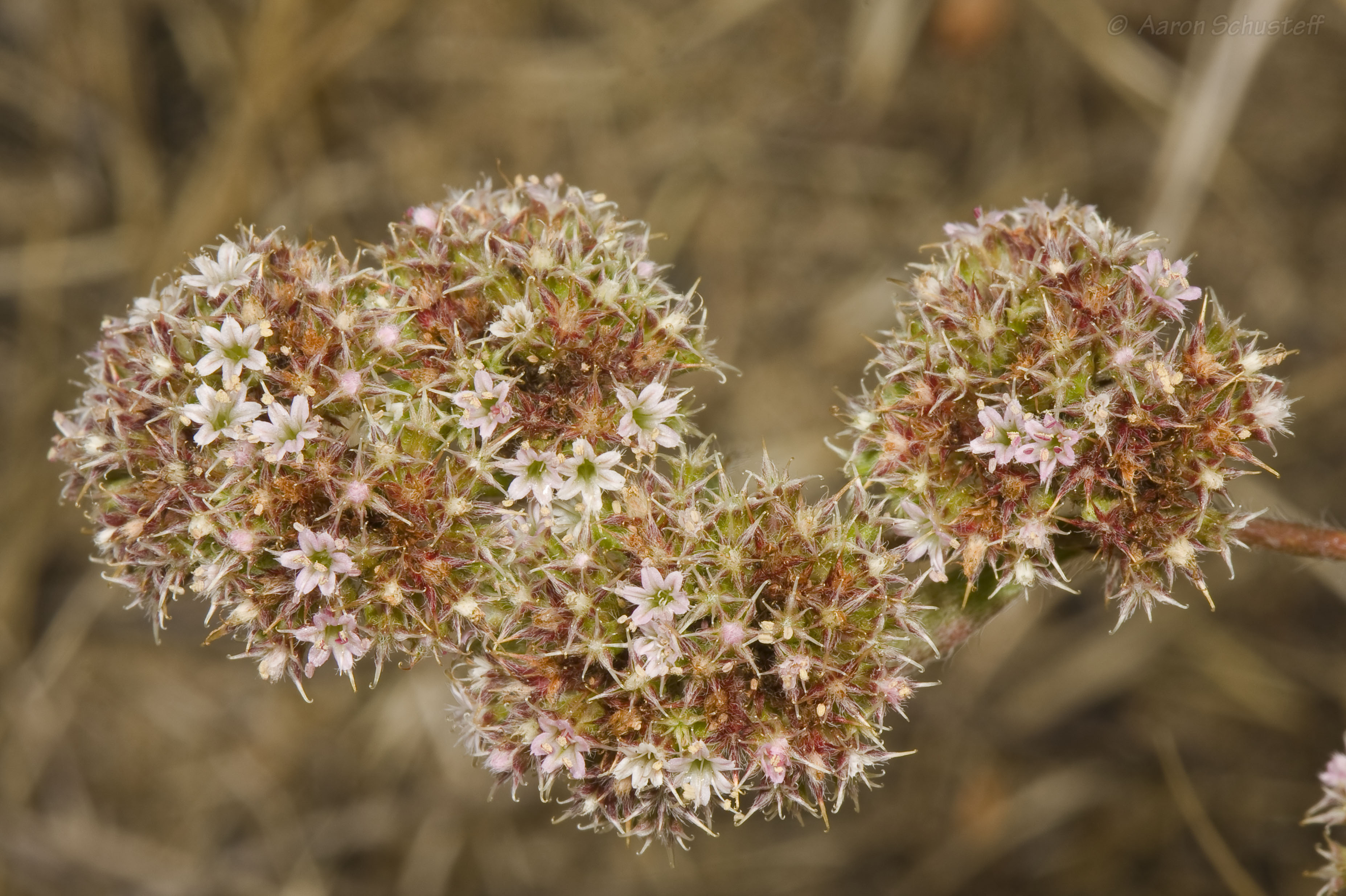 <i>Chorizanthe cuspidata var. cuspidata</i>; San Francisco Spineflower