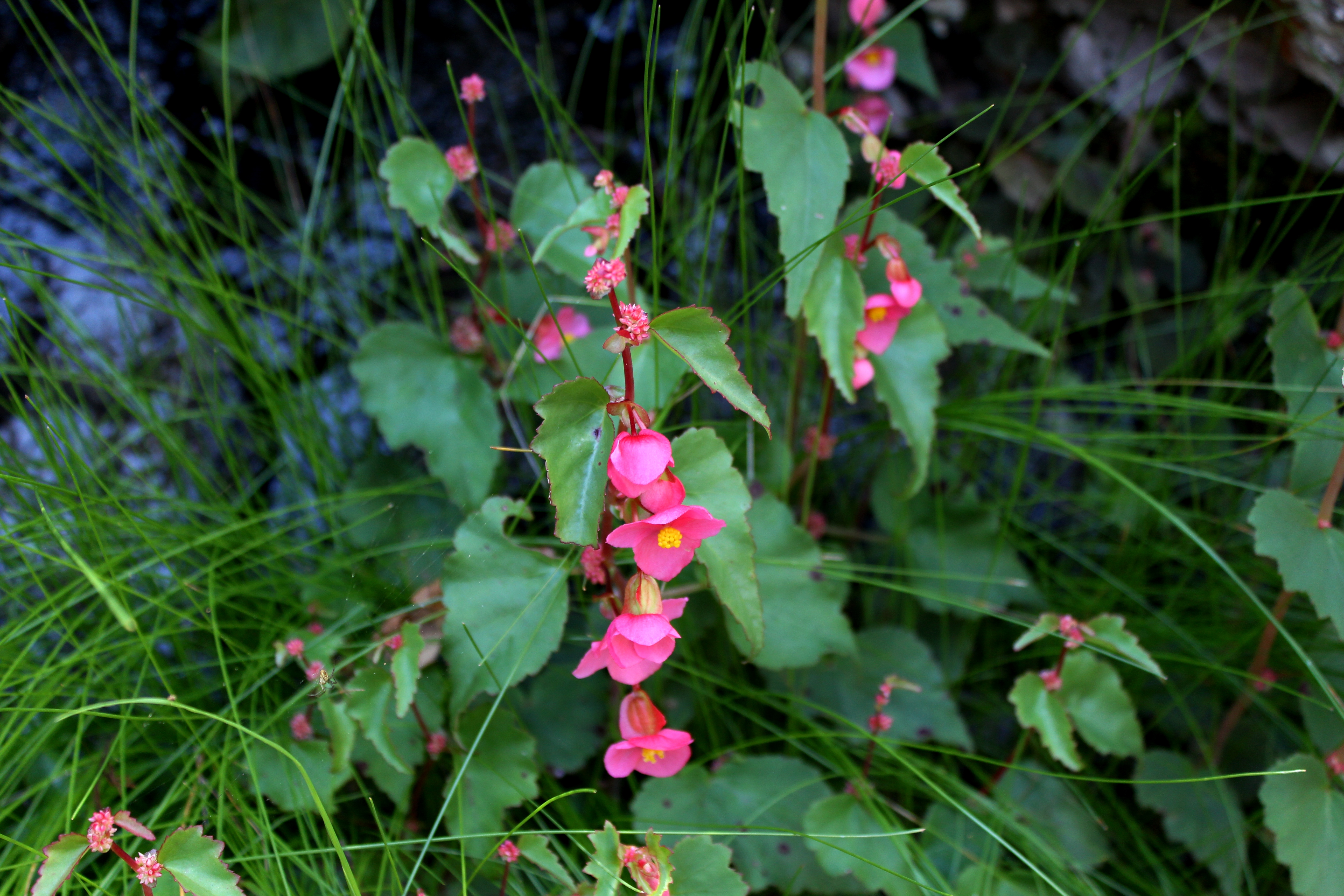 <i>Begonia gracilis</i>