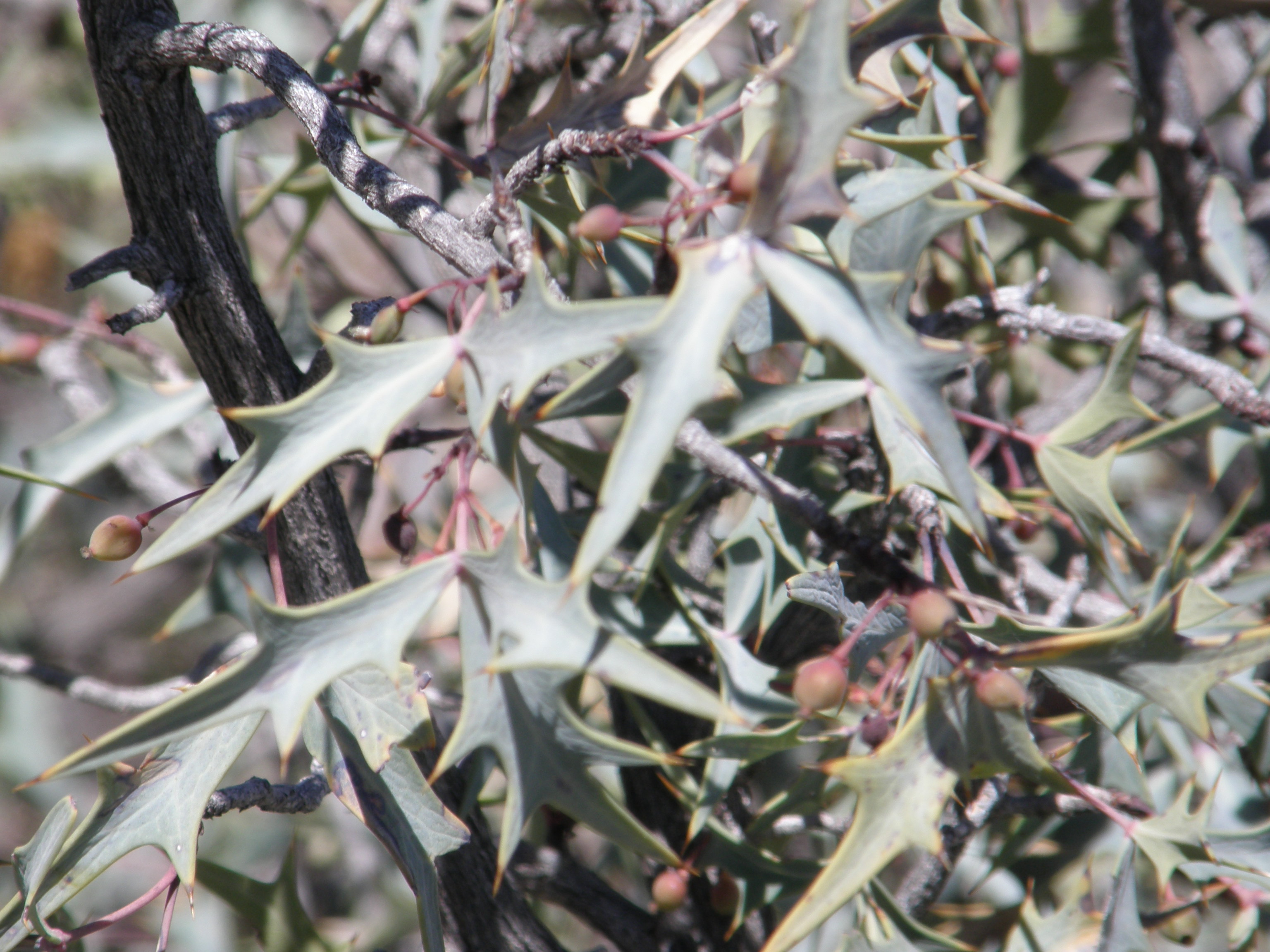 <i>Berberis trifoliolata</i>