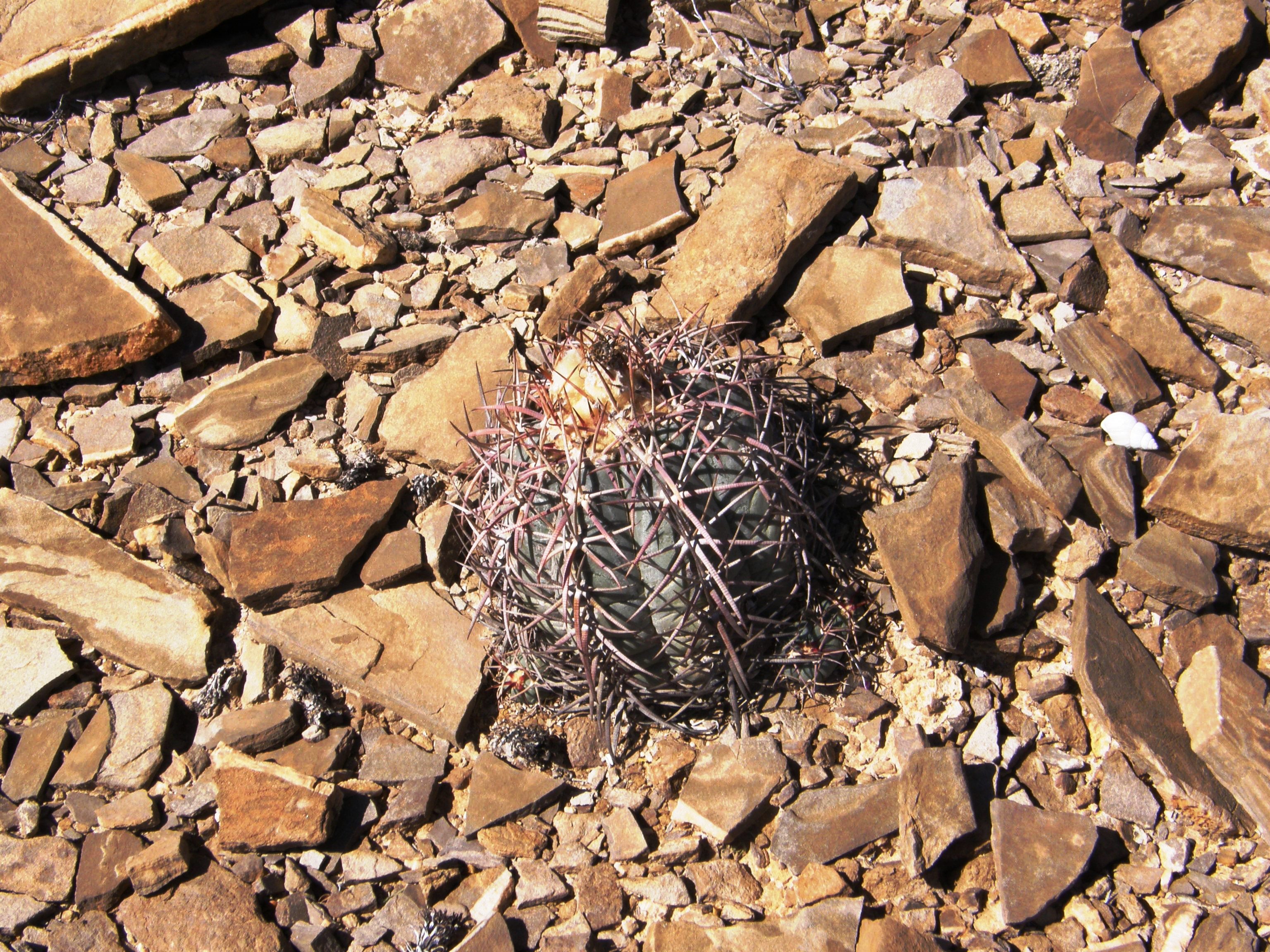 <i>Echinocactus horizonthalonius</i>