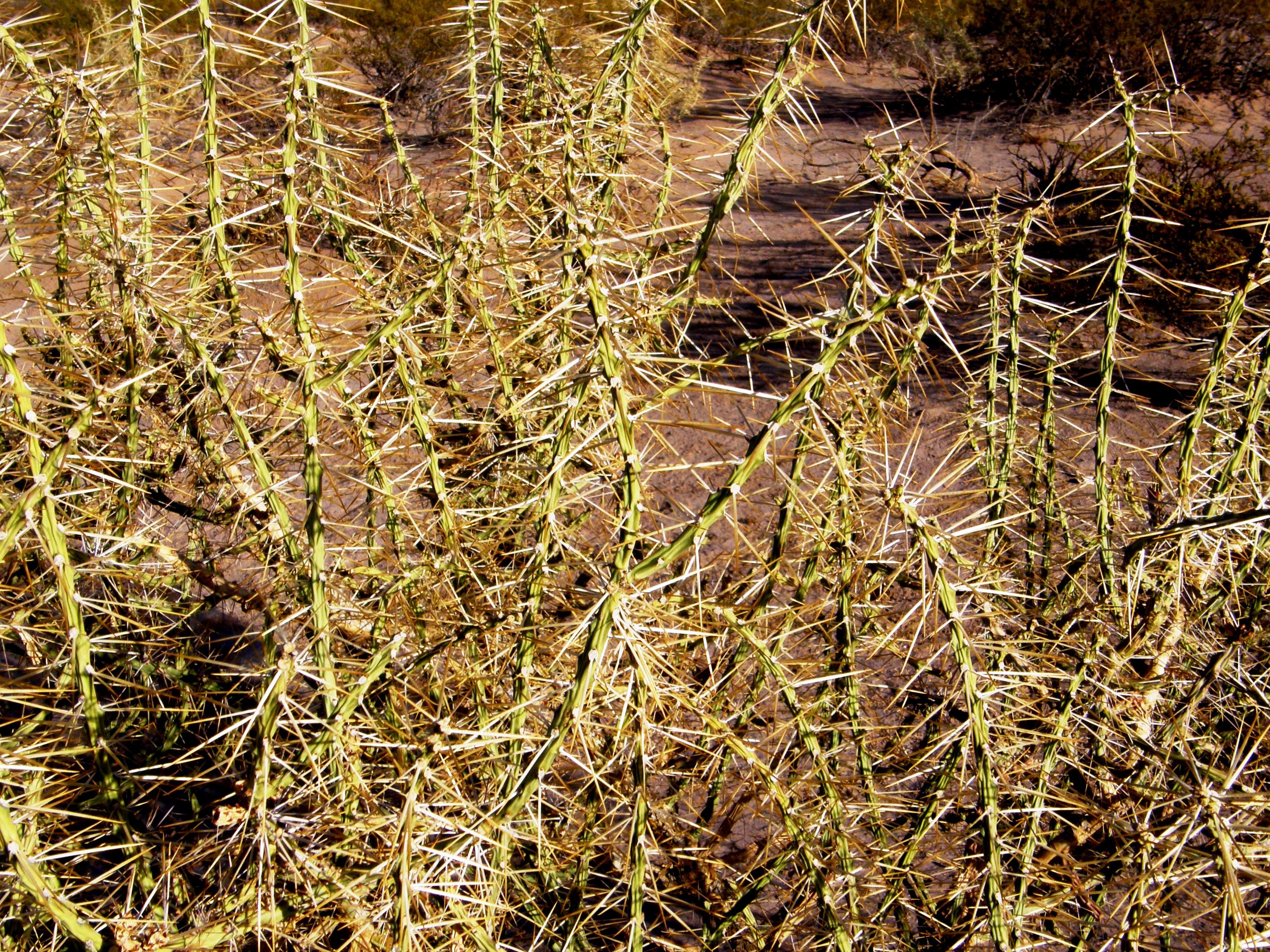 <i>Cylindropuntia kleiniae</i>