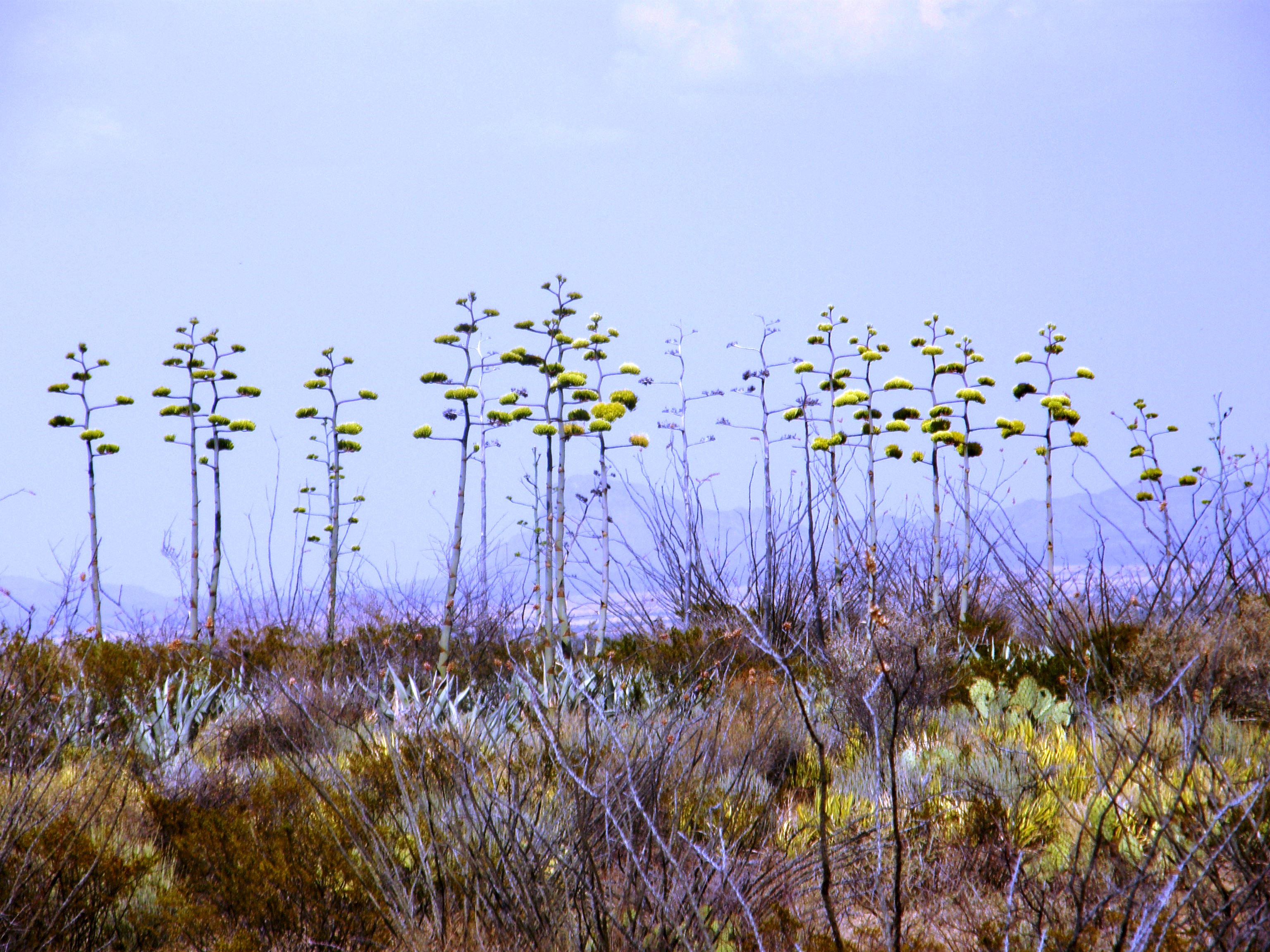 Agave asperrima association