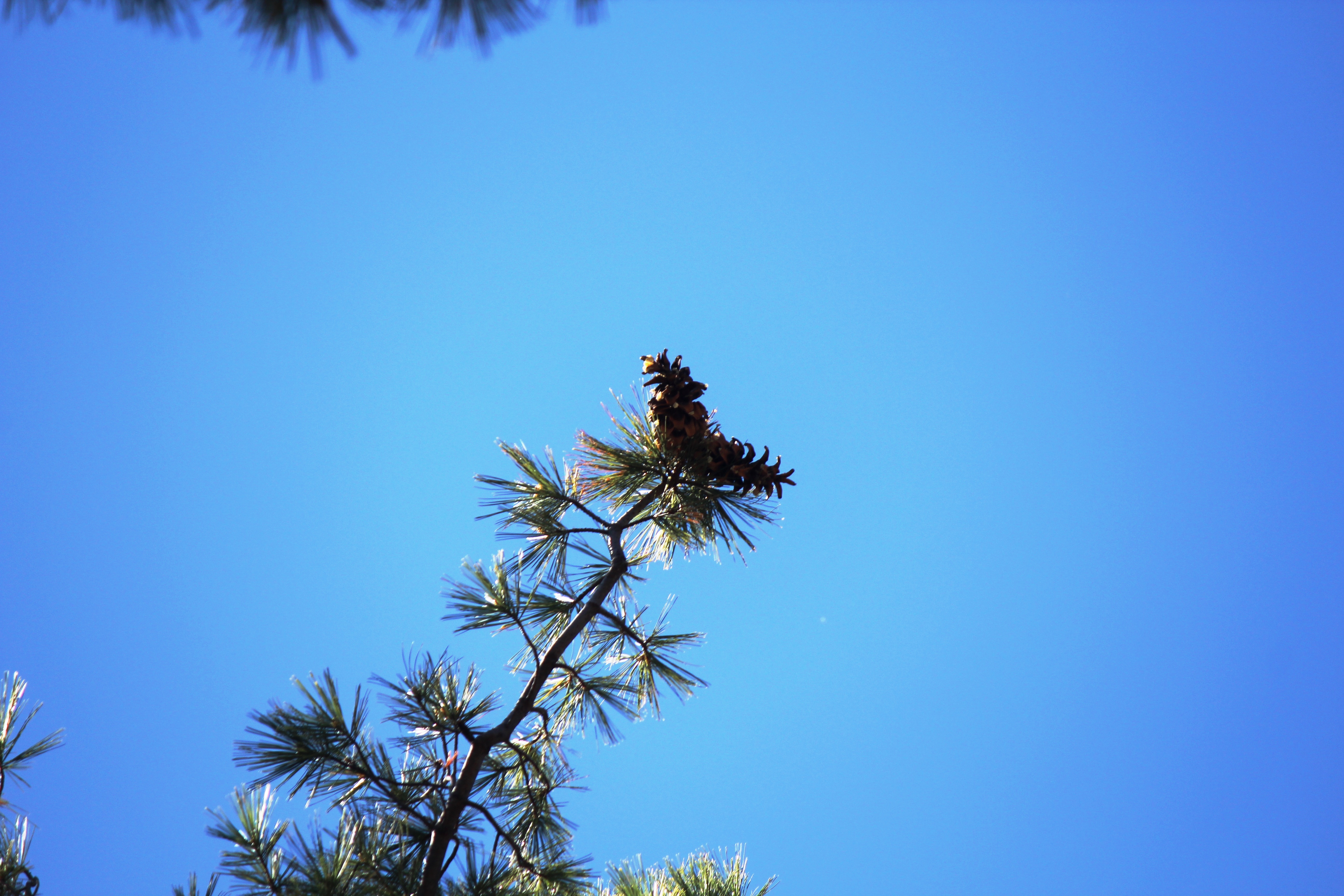 <i>Pinus strobiformis</i>; Pino Ayacahuite