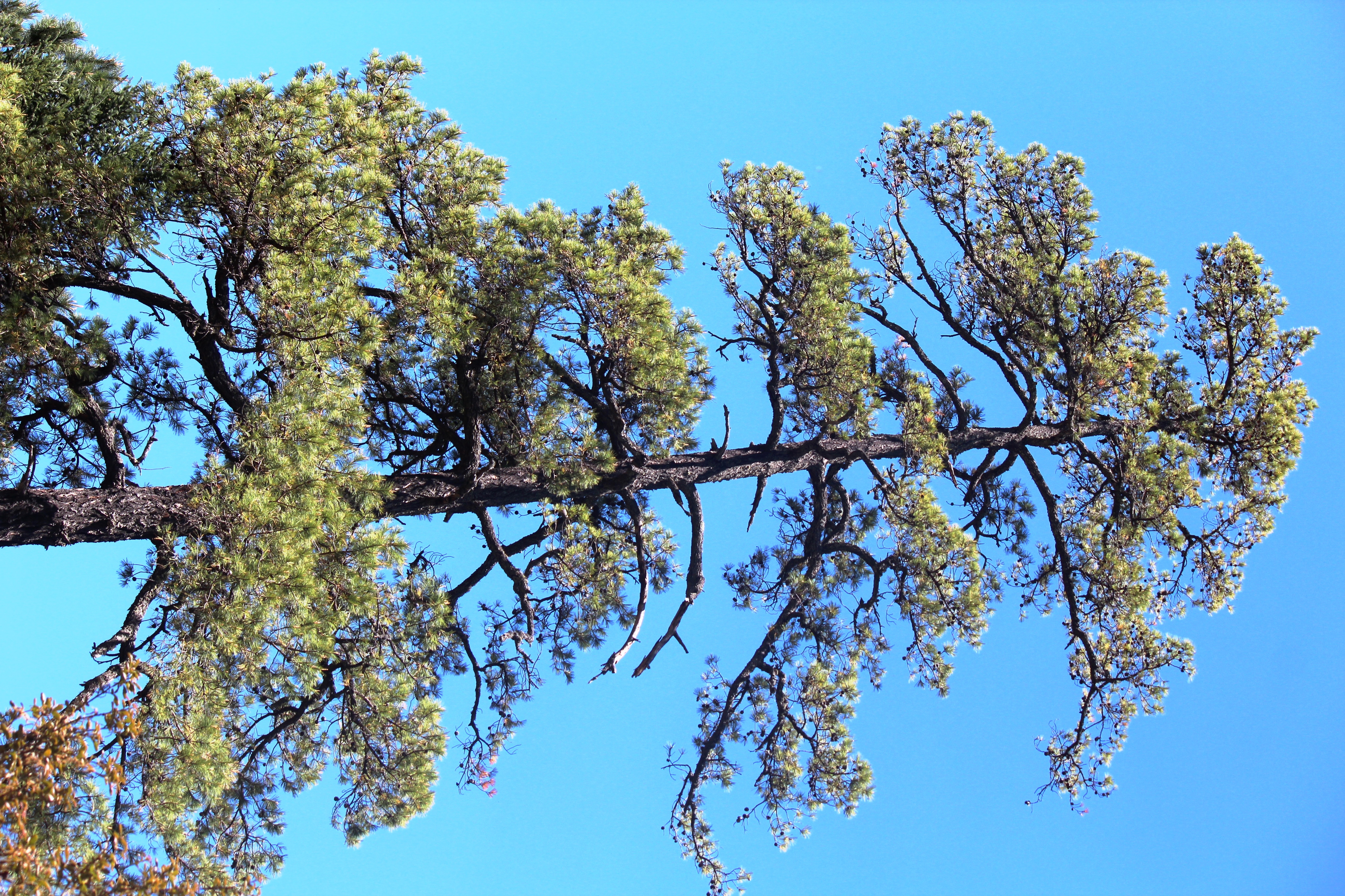 <i>Pinus engelmannii</i>; Pino Real, Pino Apache