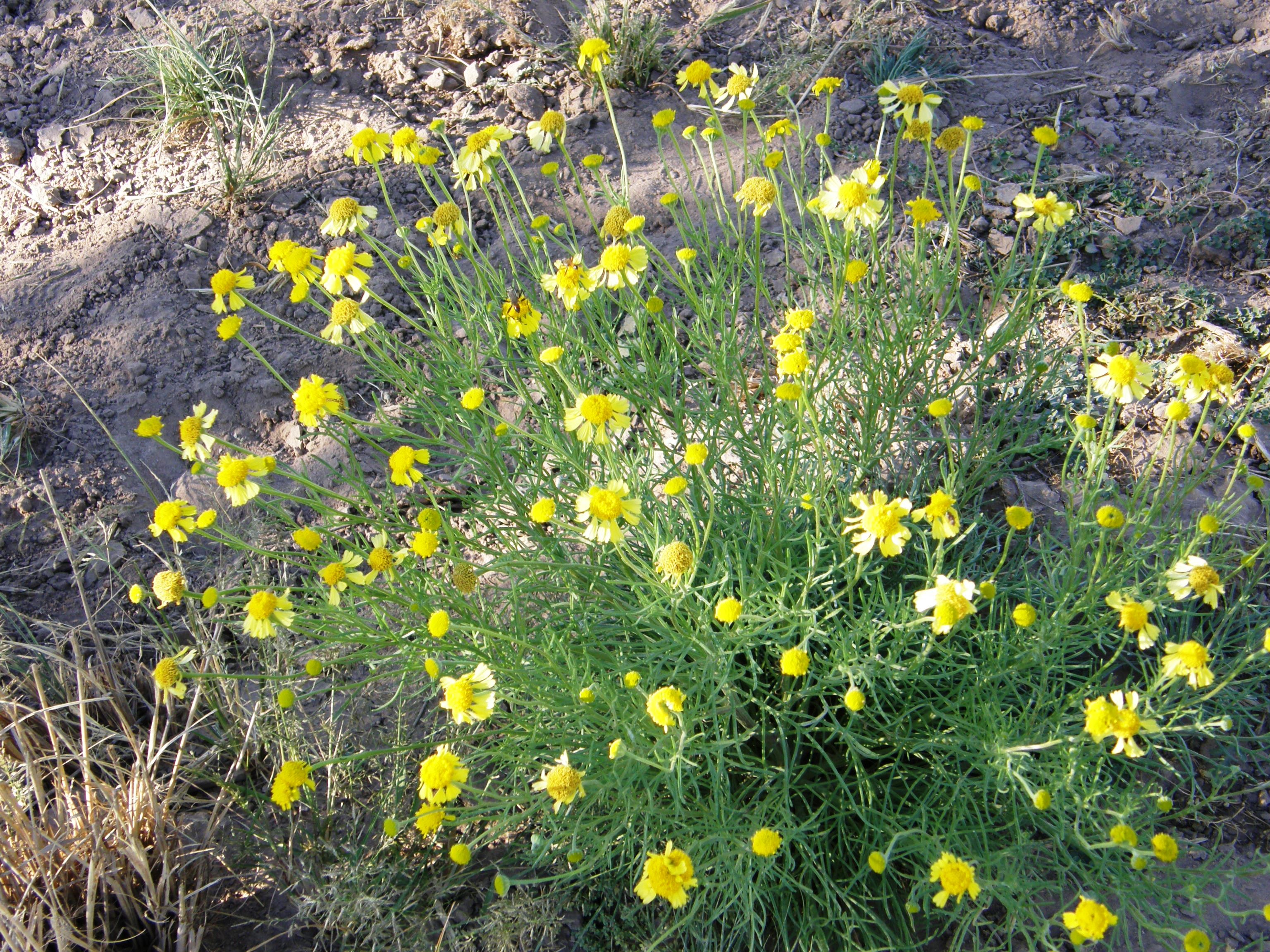 <i>Hymenoxys odorata</i>