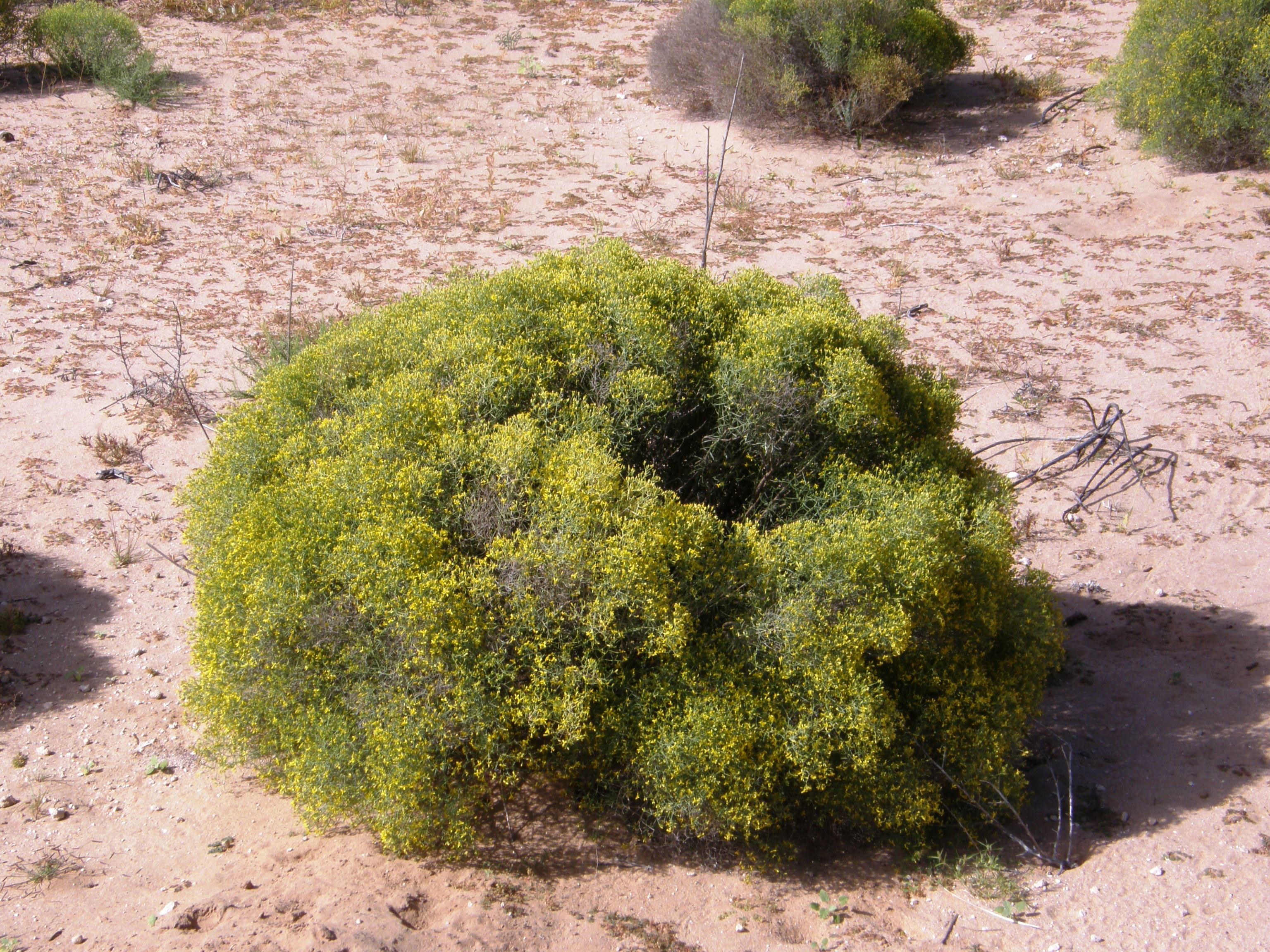 <i>Gutierrezia sarothrae</i>; Escobilla