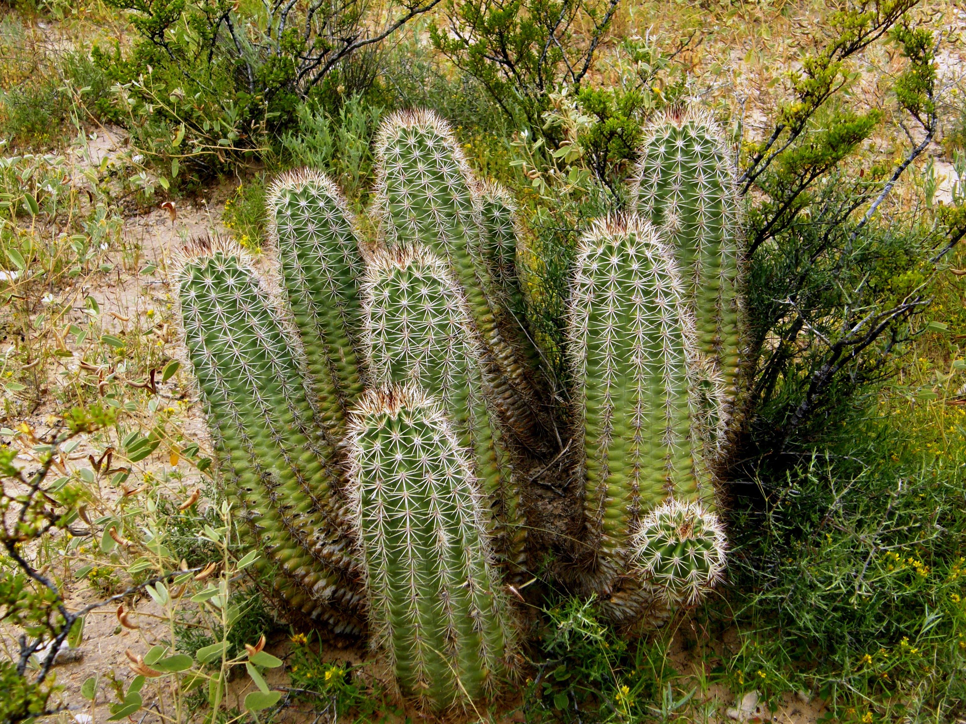 <i>Echinocereus coccineus var. rosei</i>