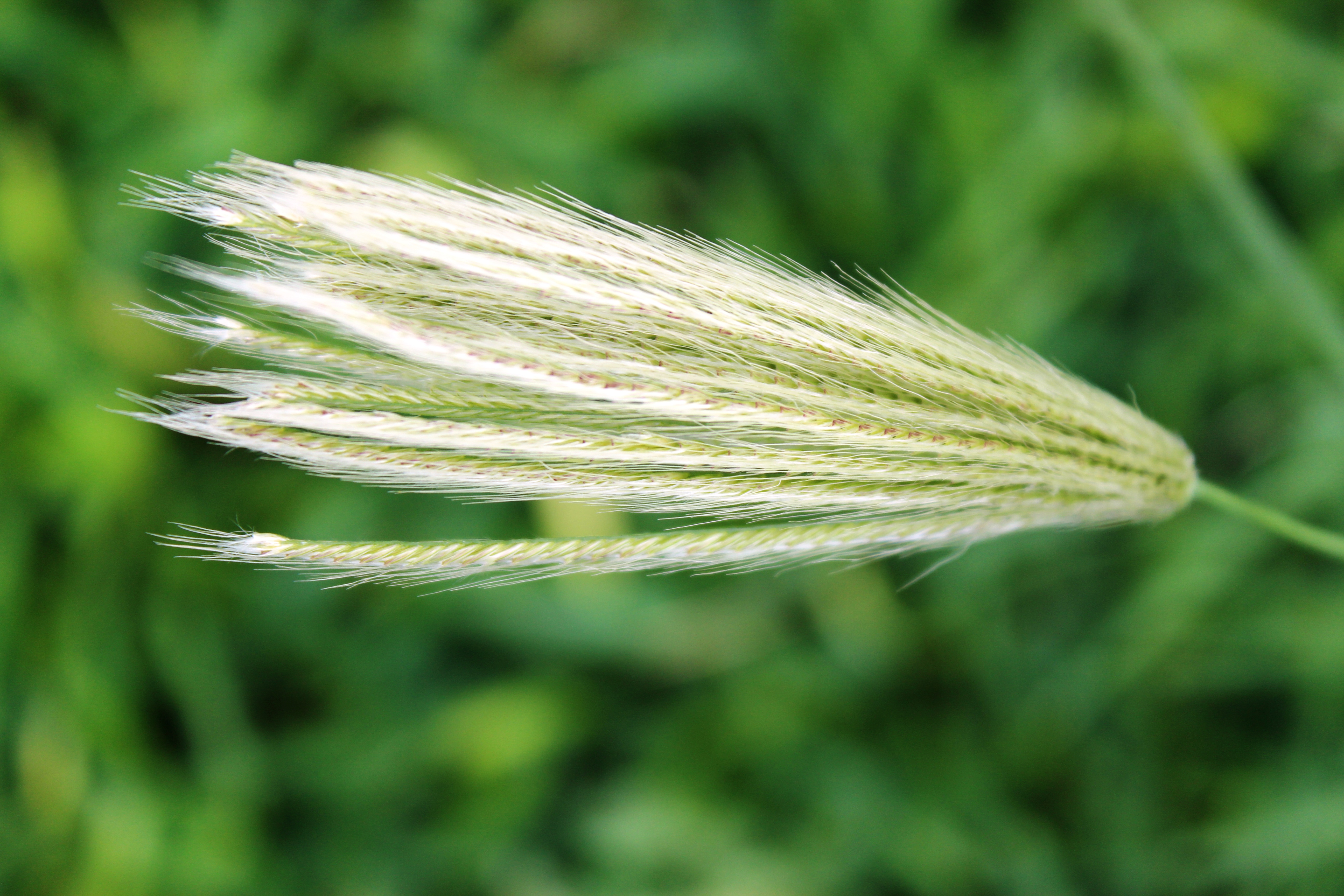 <i>Chloris virgata</i>