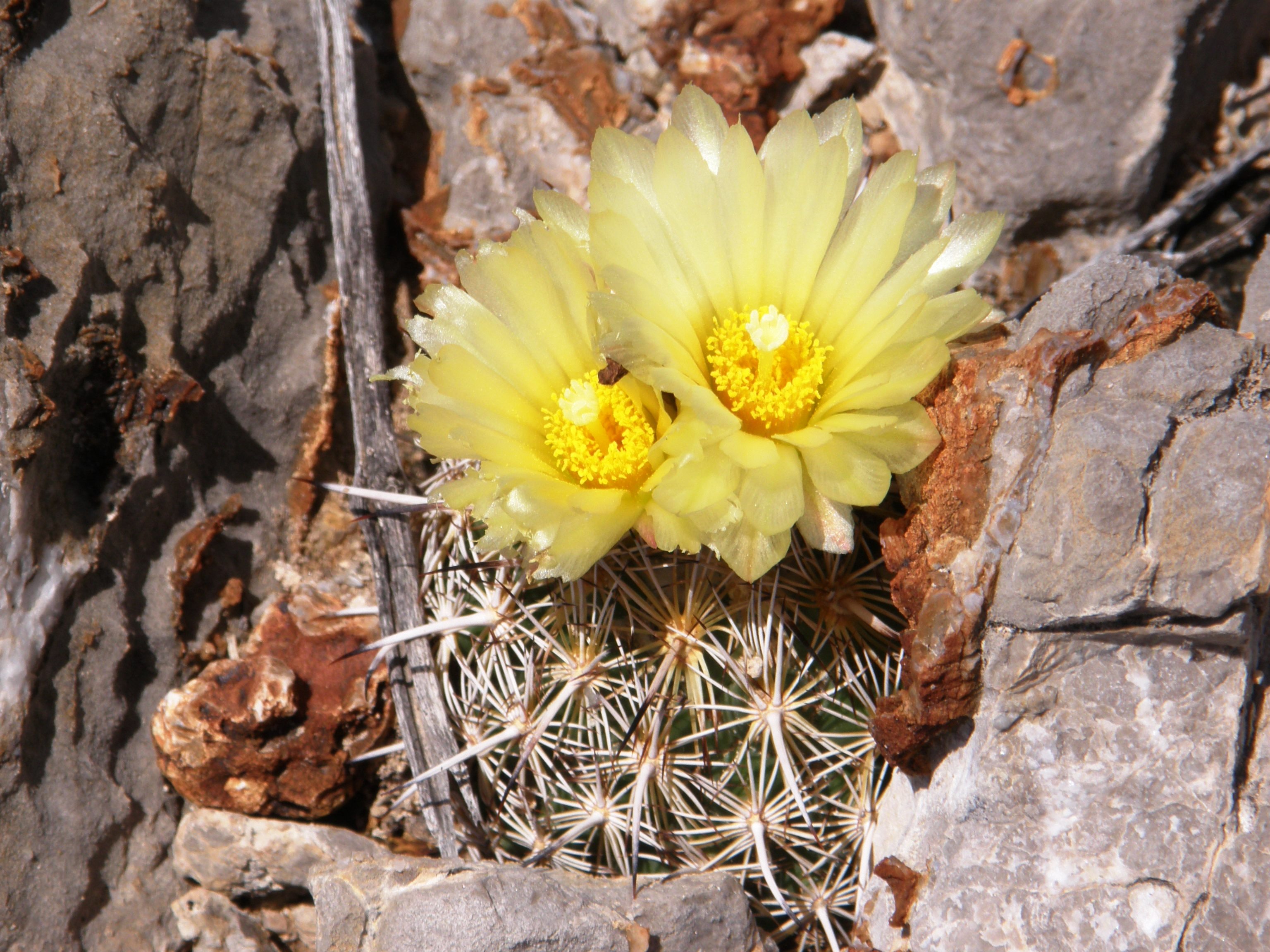<i>Coryphantha echinus var. echinus</i>