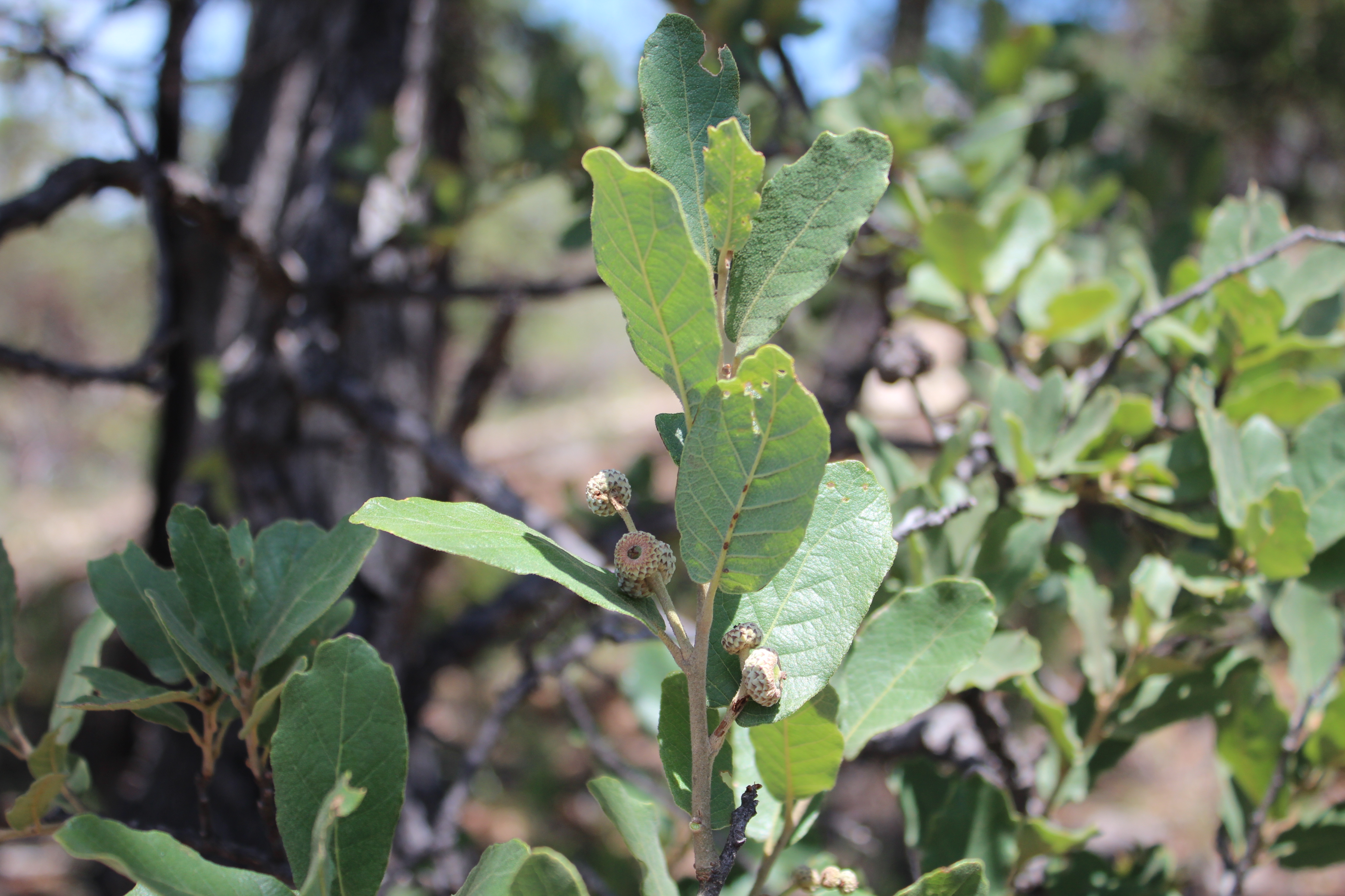 <i>Quercus arizonica</i>