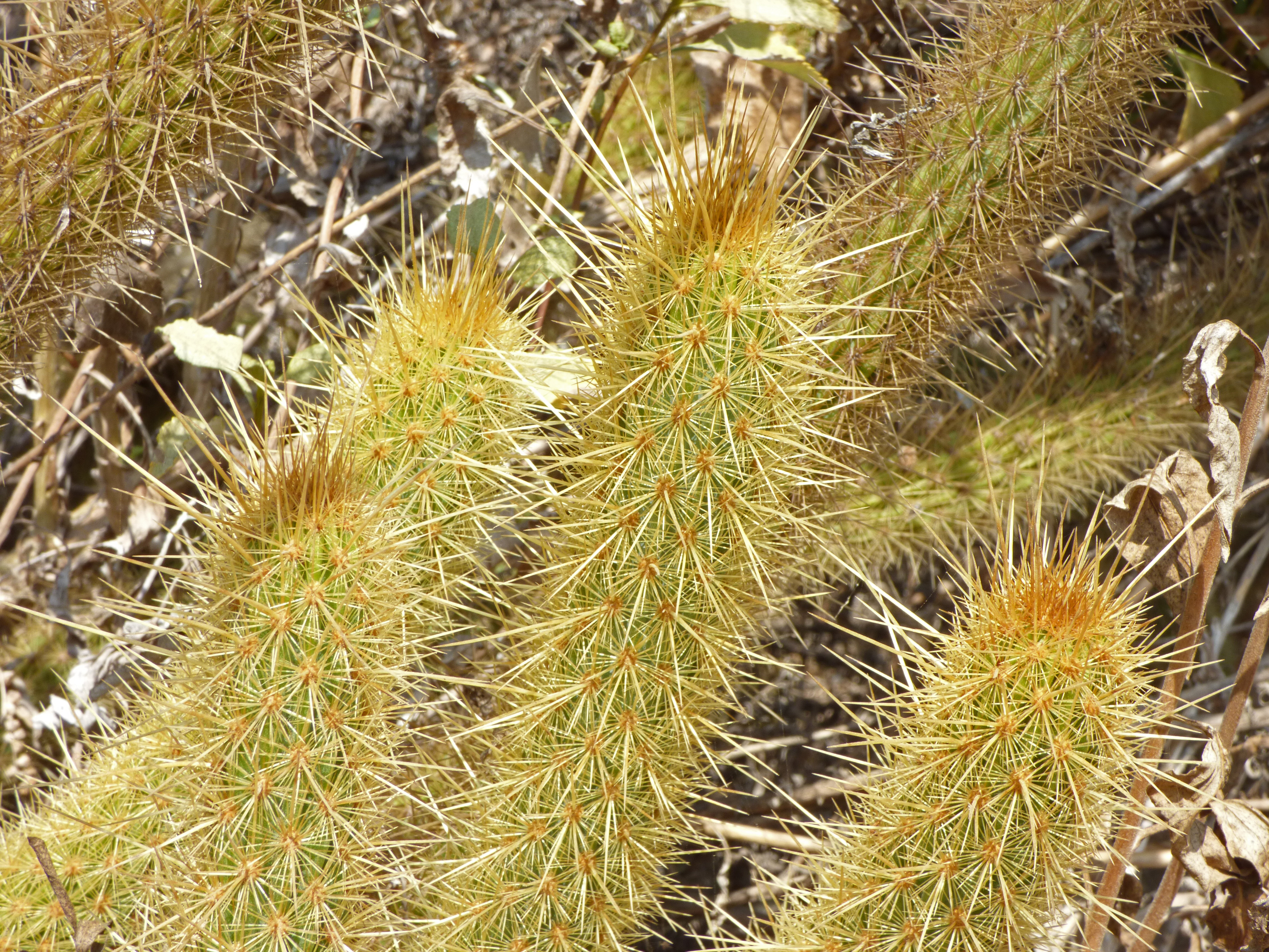 <i>Bergerocactus emoryi</i>; Golden Snakecactus