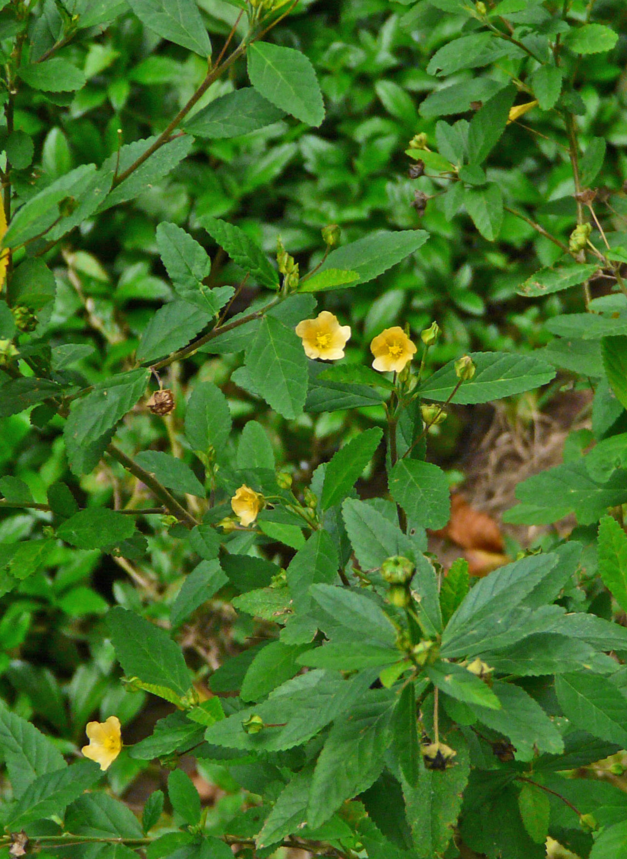 <i>Sida rhombifolia</i>; Arrowleaf Sida