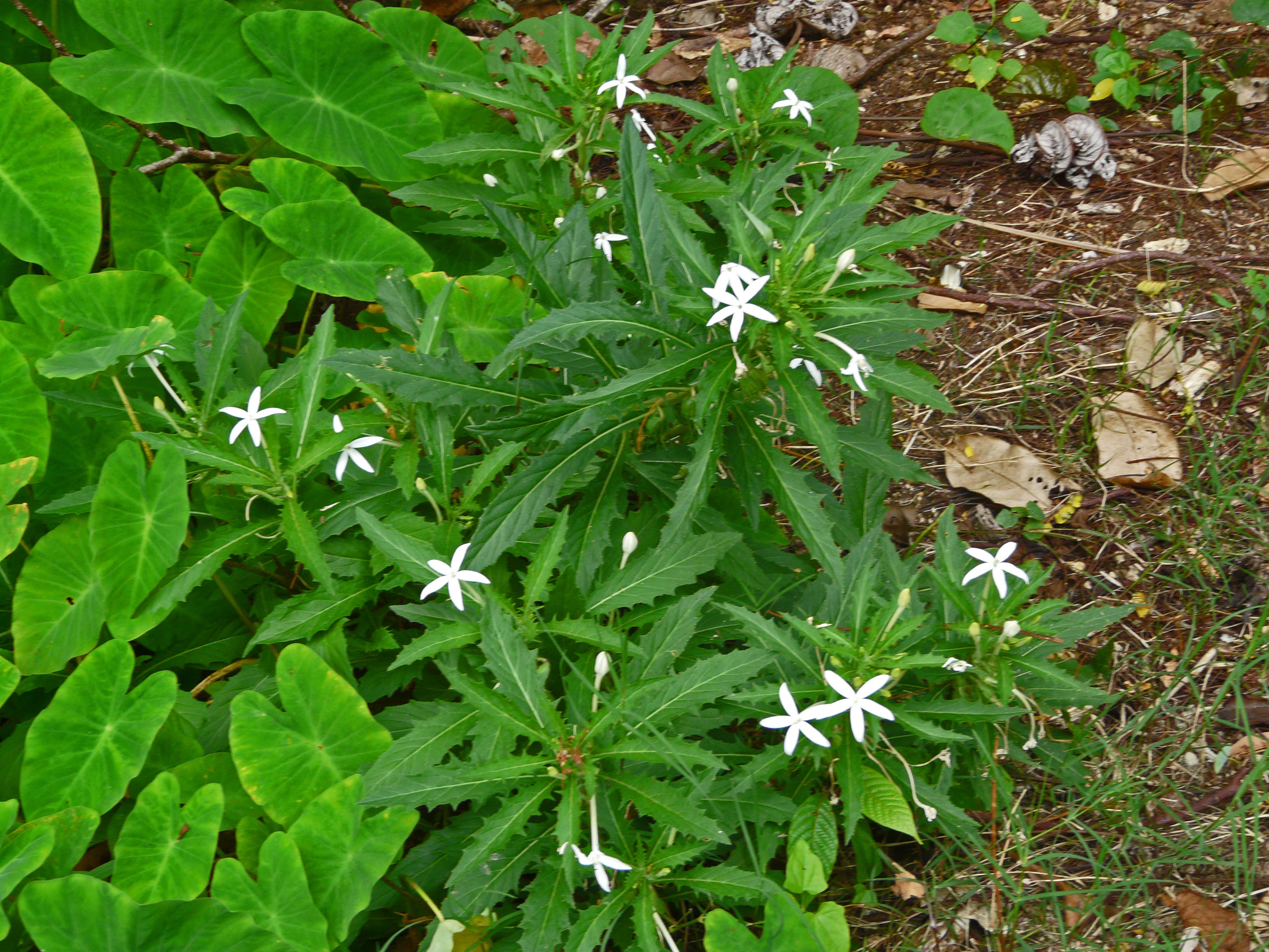 <i>Hippobroma longiflora</i>; Star of Bethlehem