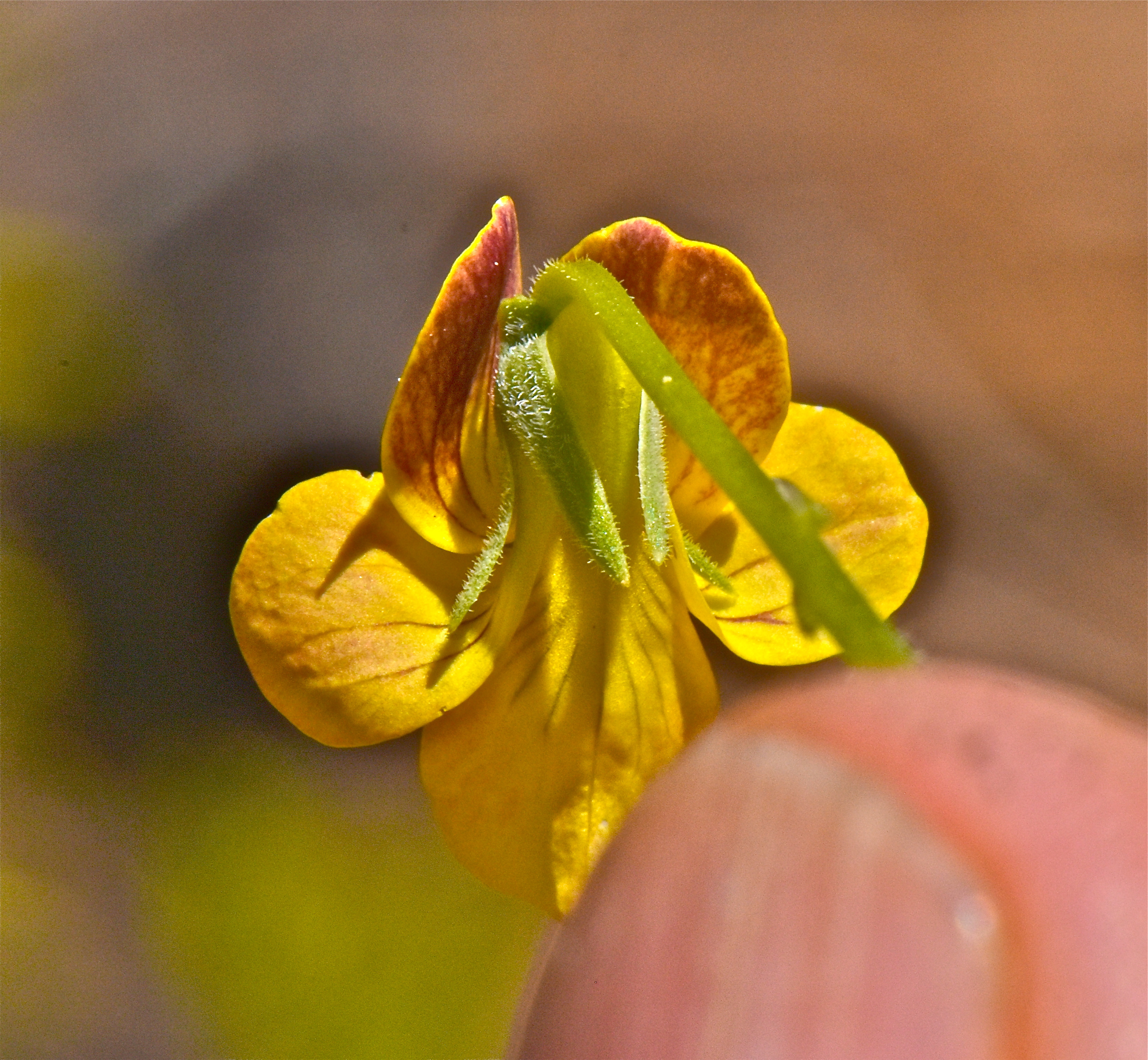 <i>Viola praemorsa ssp. linguifolia</i>