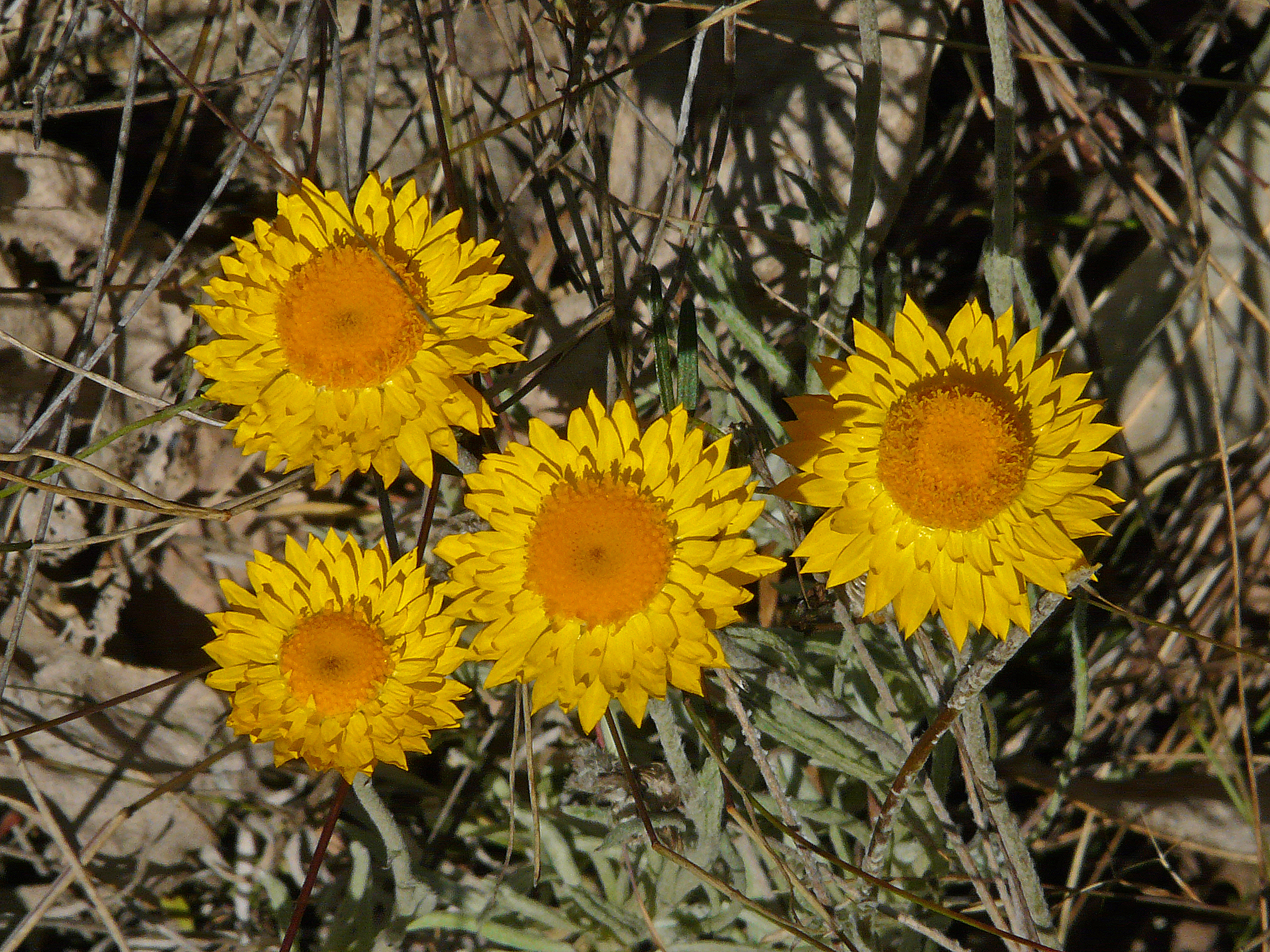 <i>Leucochrysum albicans ssp. albicans</i>; Hoary Sunray