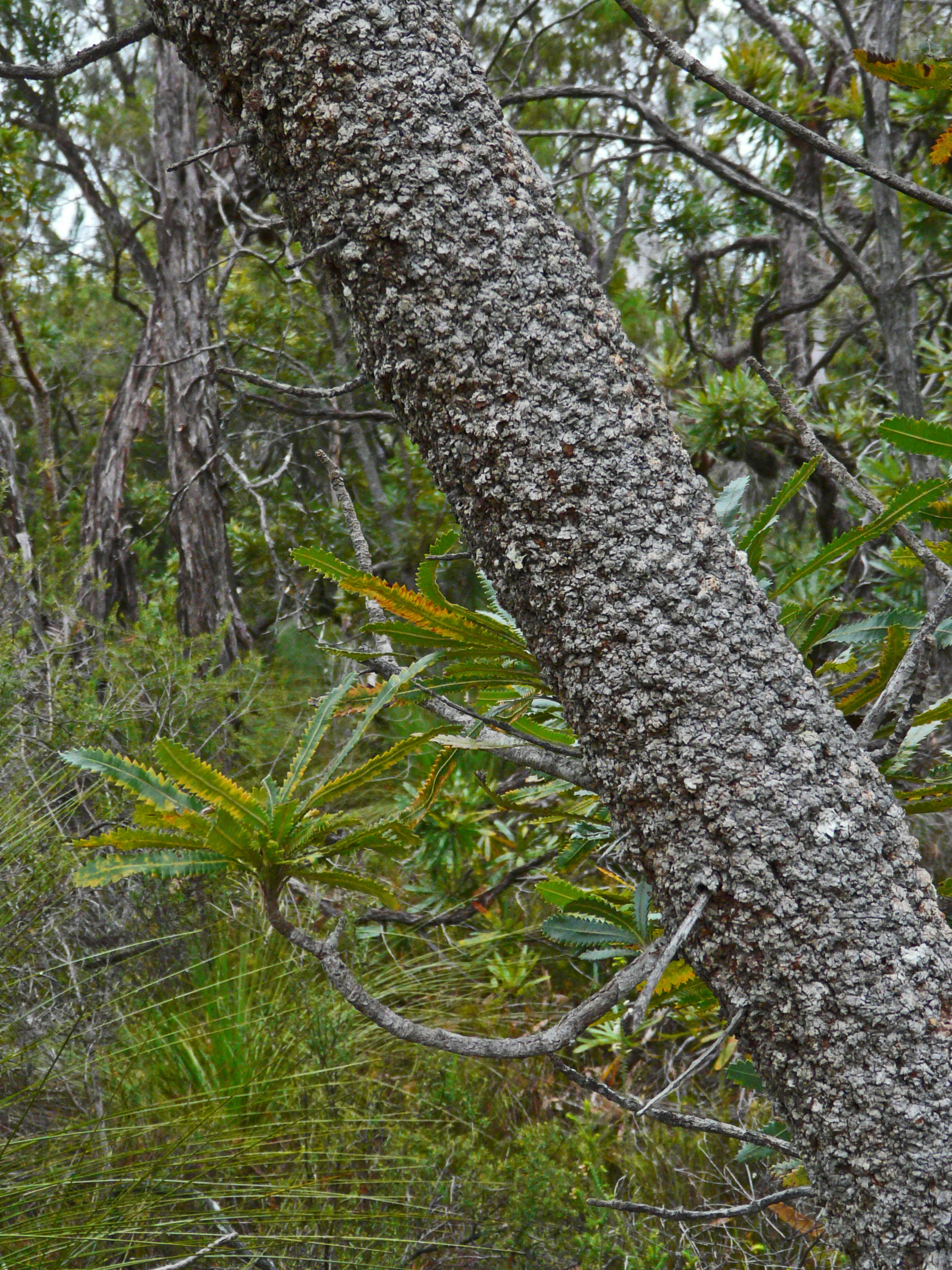 <i>Banksia aemula</i>; Wallum Banksia