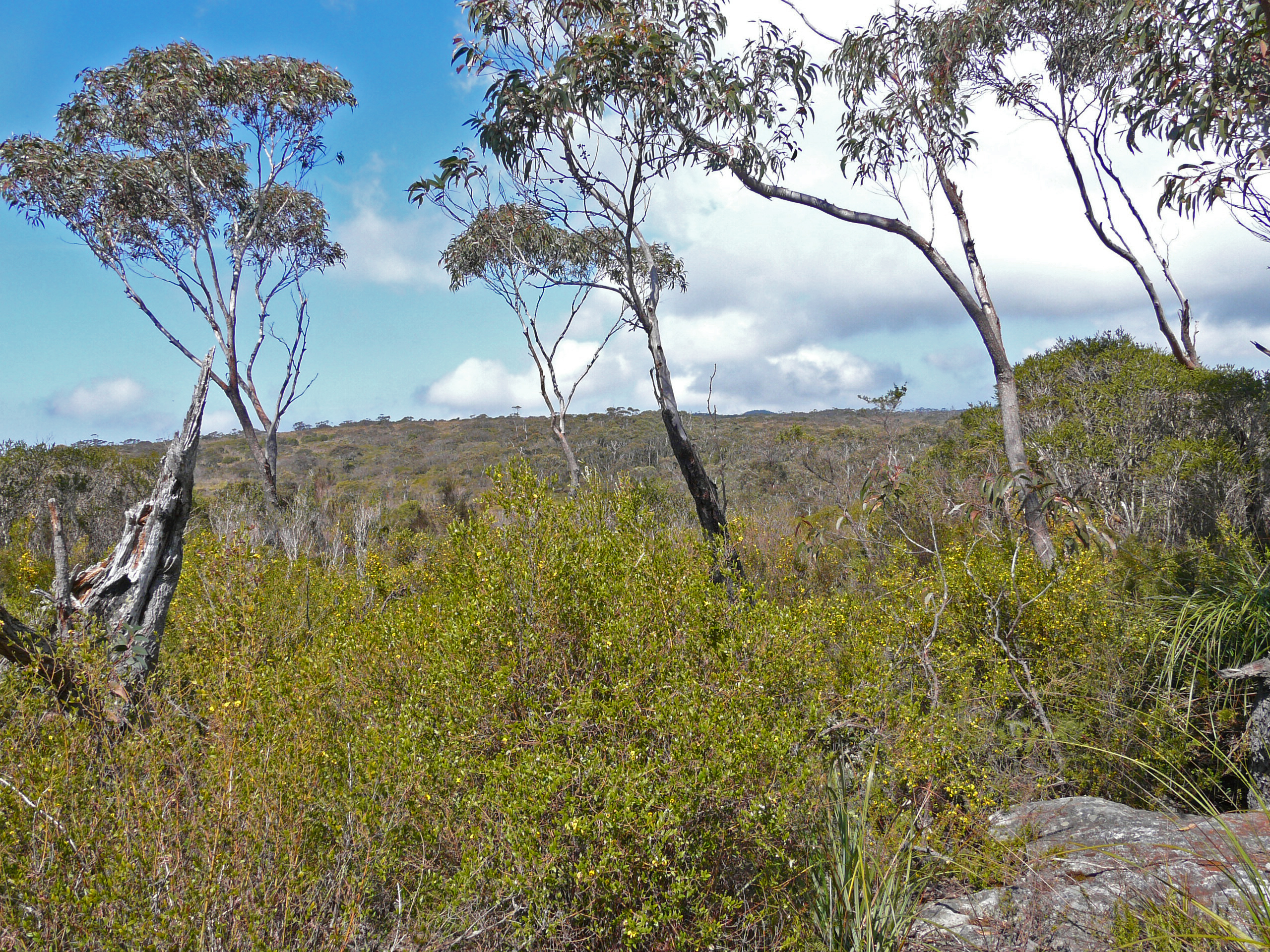 Barren Grounds Nature Reserve near Primbee, NSW, New South Wales, Australia