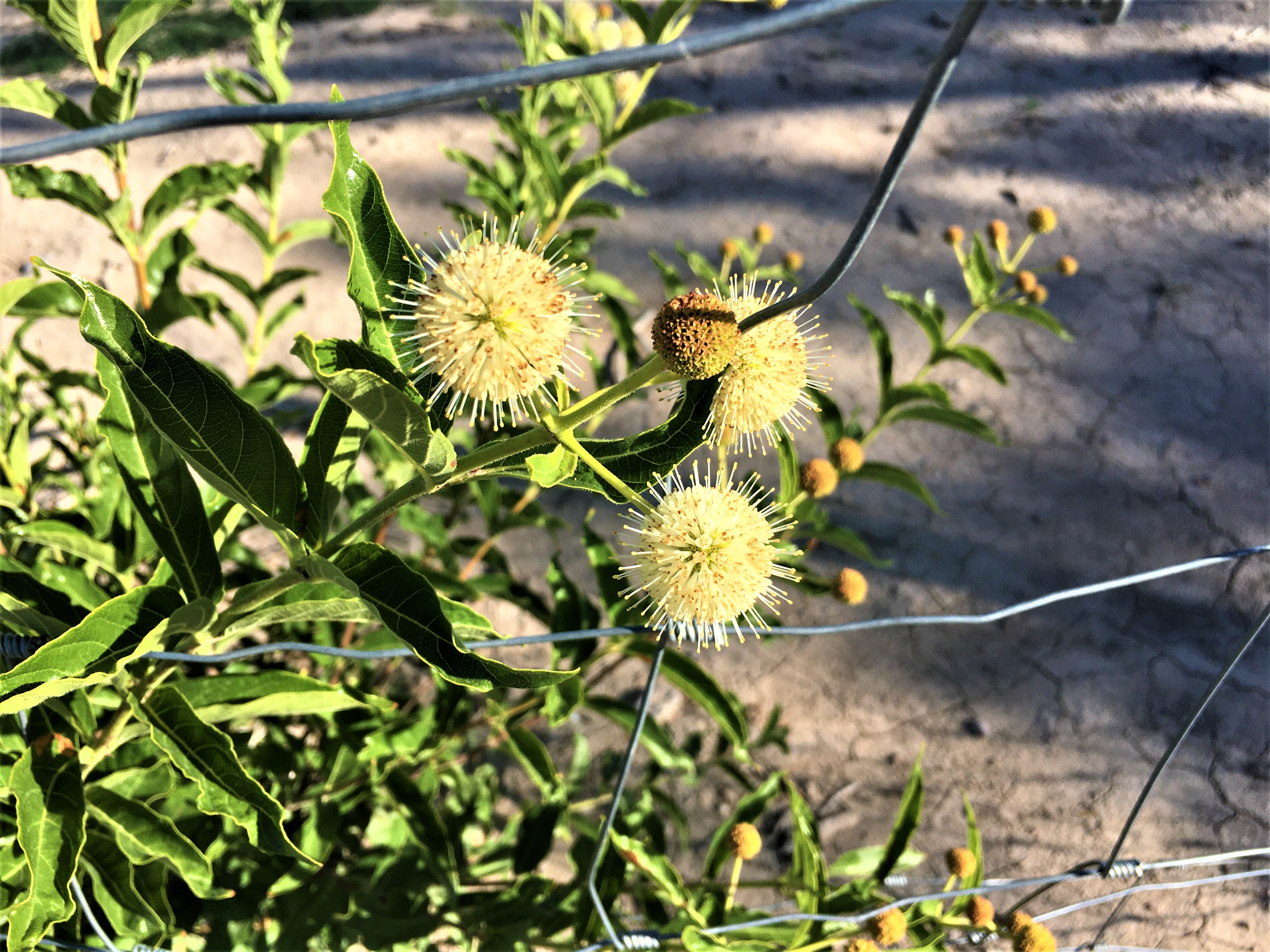 <i>Cephalanthus occidentalis</i>