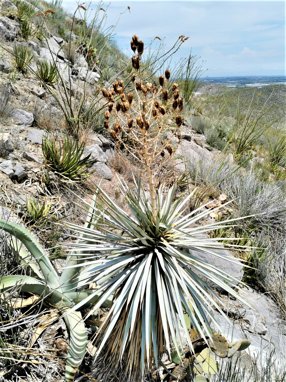 <i>Yucca thompsoniana</i>; Palmilla