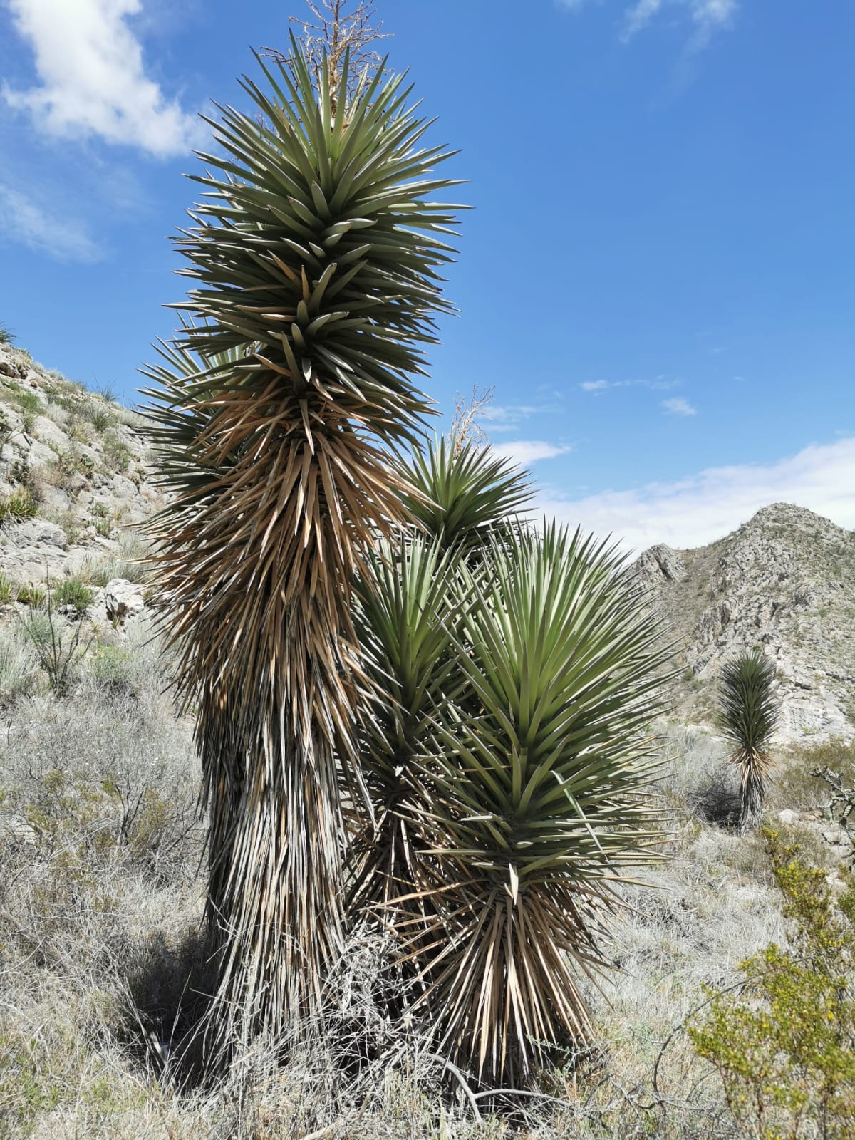 <i>Yucca treculeana</i>; Palmilla