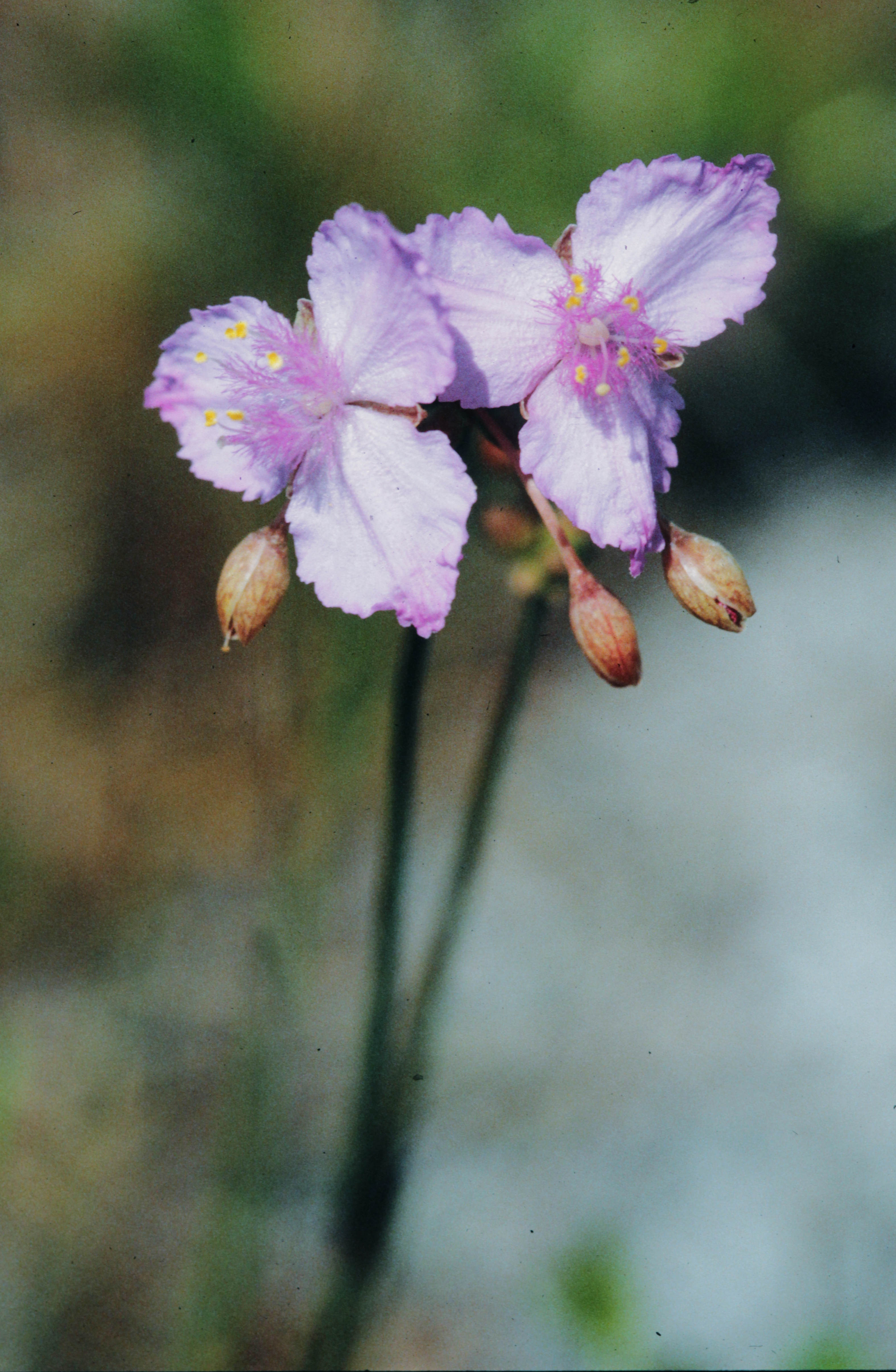<i>Callisia ornata</i>; Florida Scrub Roseling