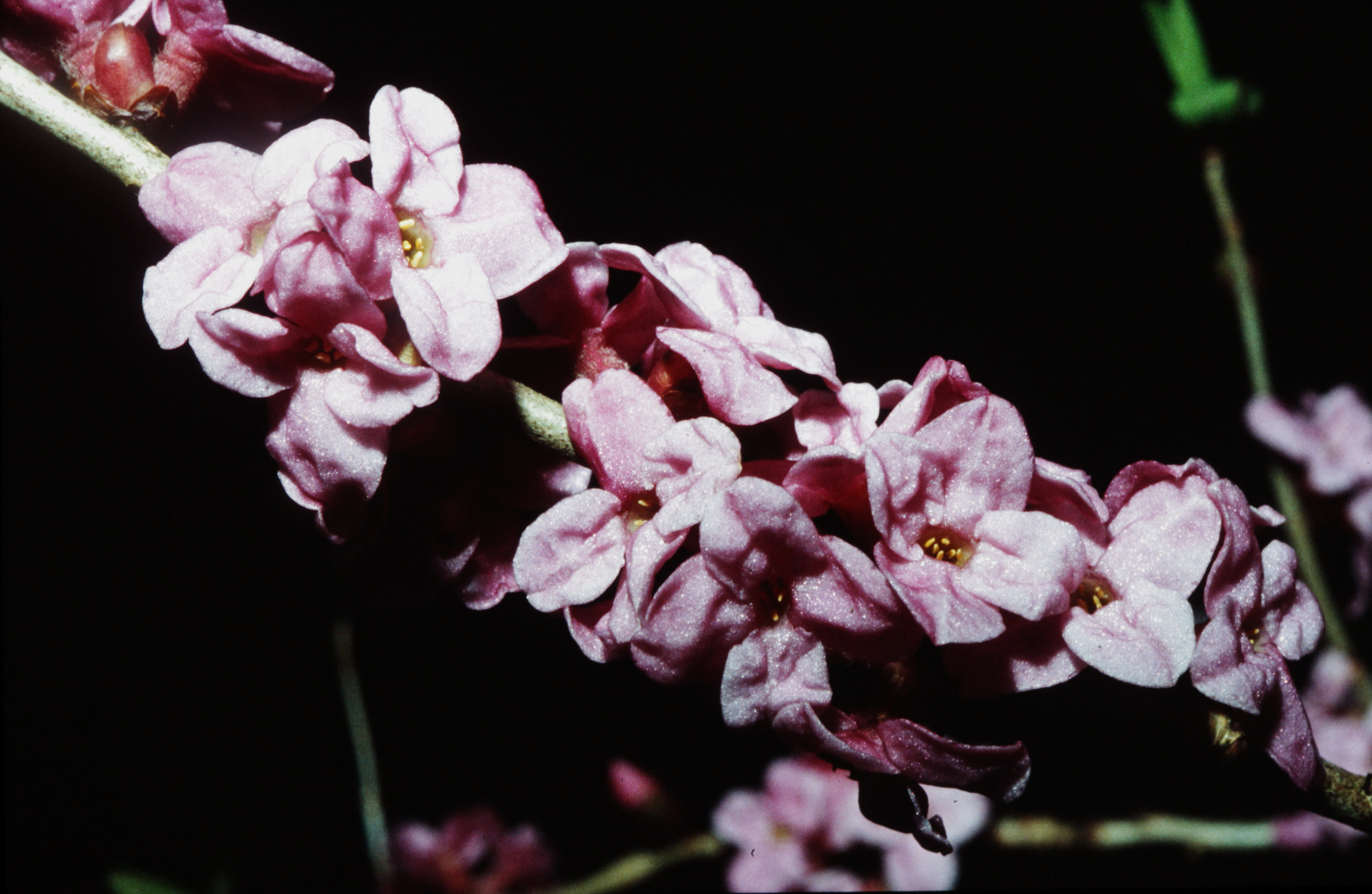 <i>Daphne mezereum</i>; February Daphne