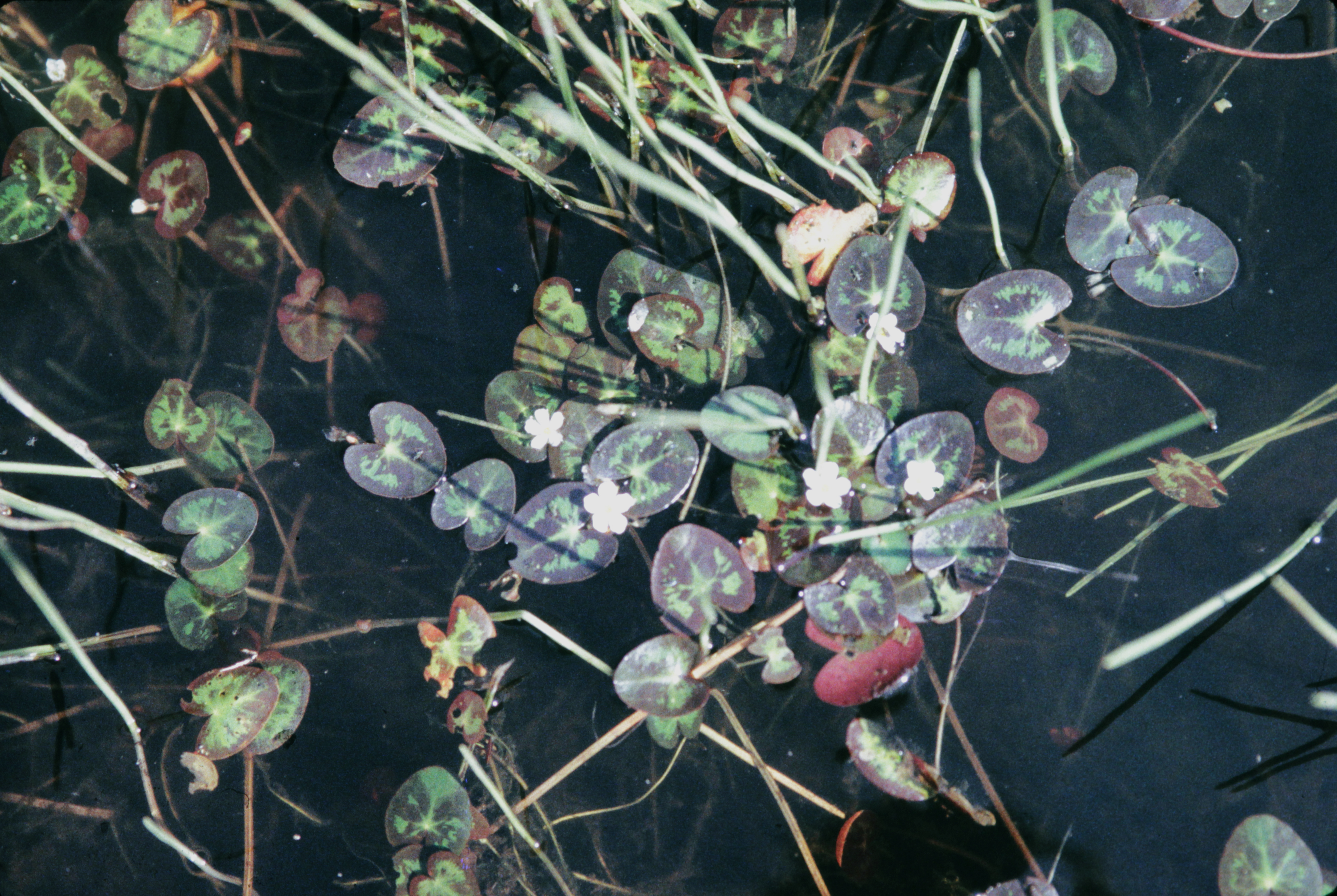 <i>Nymphoides cordata</i>; Little Floatingheart