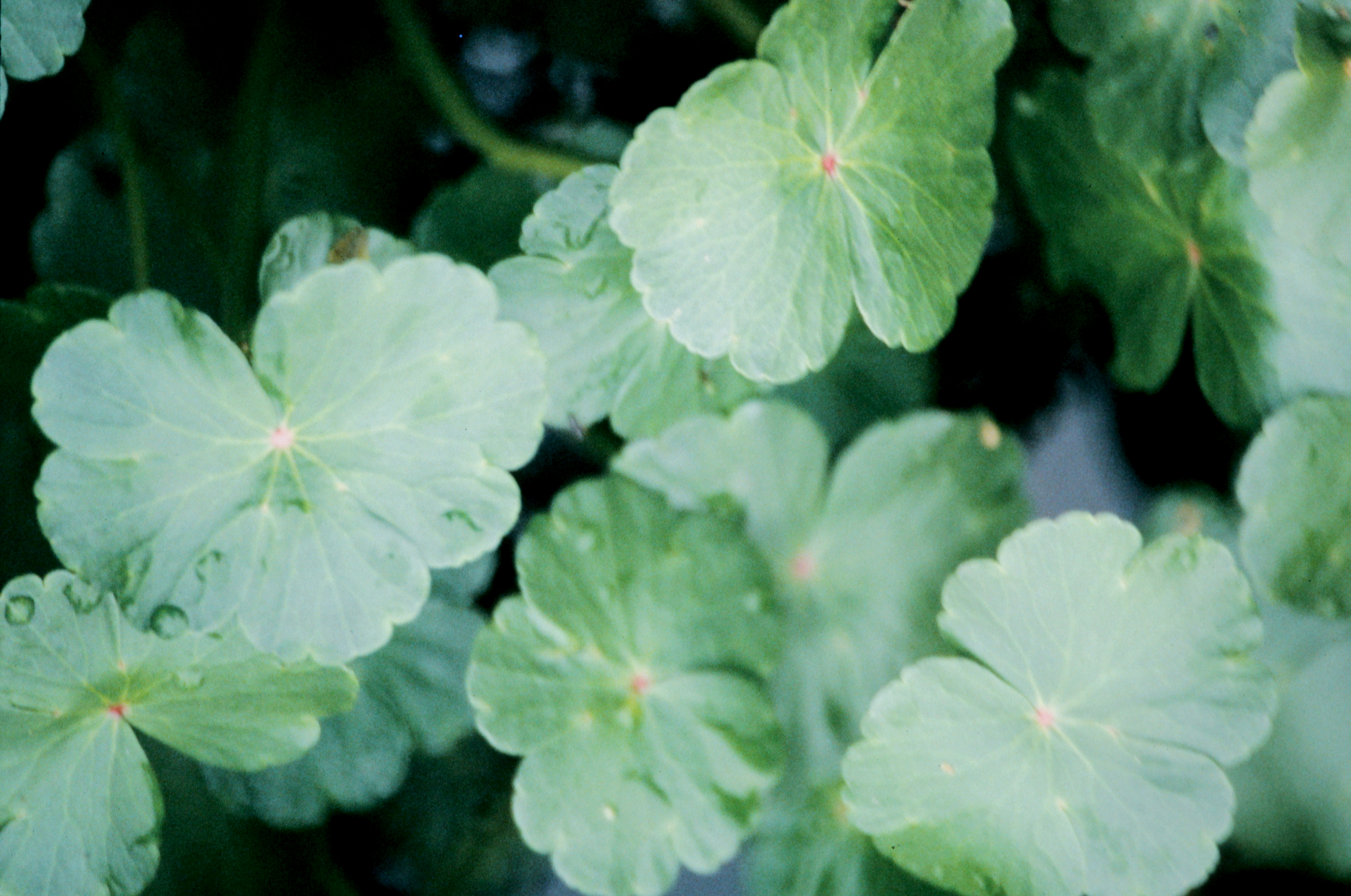 <i>Hydrocotyle ranunculoides</i>; Floating Pennywort