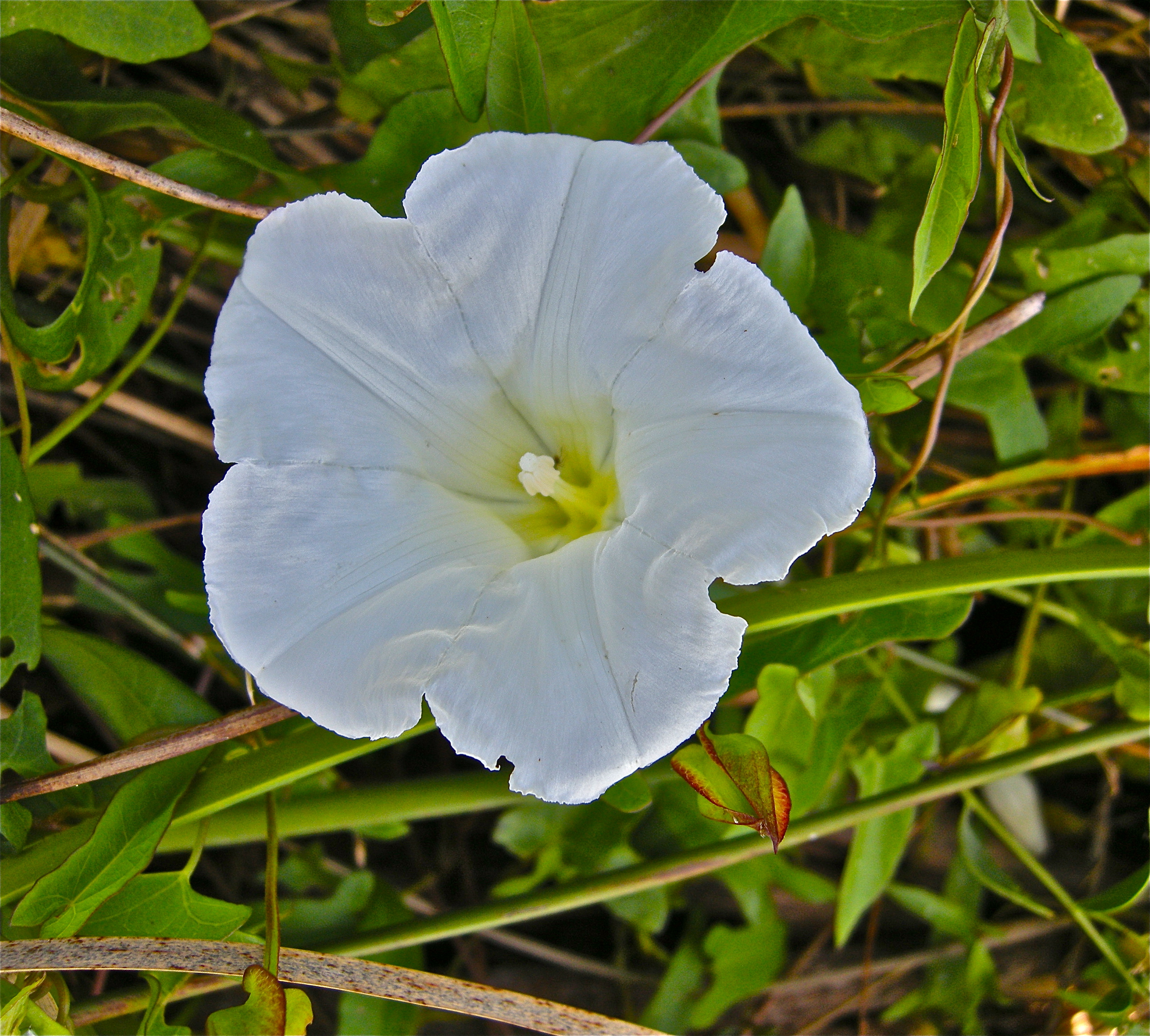 <i>Calystegia sepium ssp. limnophila</i>; Marsh Morning Glory