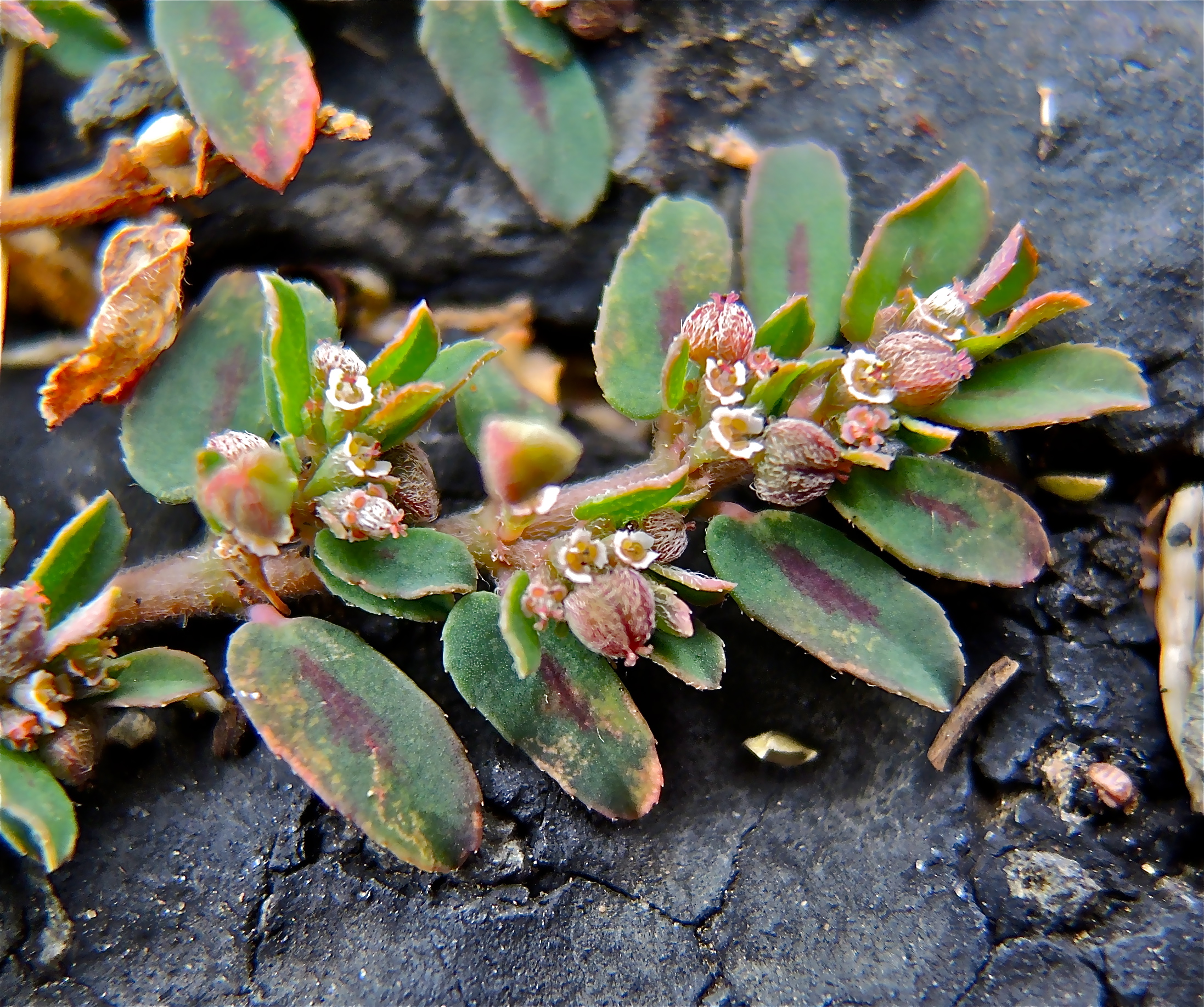 <i>Euphorbia maculata</i>