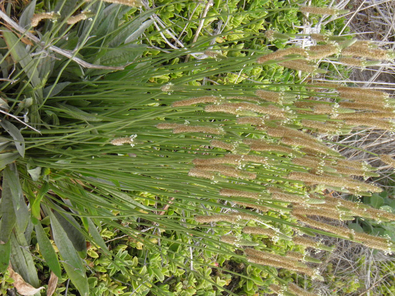<i>Plantago lanceolata</i>; Ribwort, English Plantain