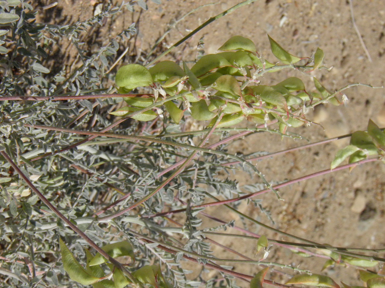 <i>Astragalus trichopodus var. lonchus</i>; Ocean Milkvetch