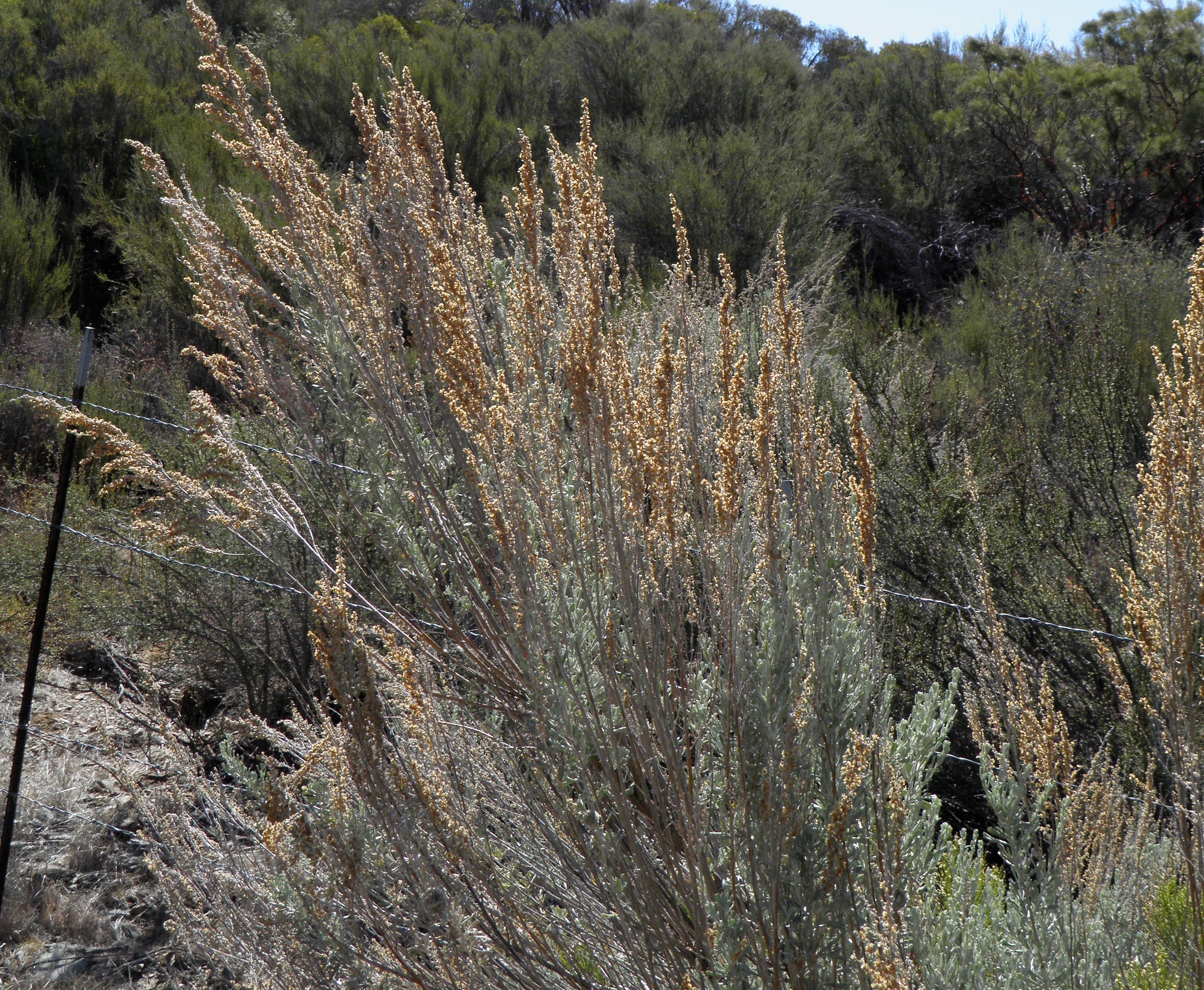 <i>Artemisia californica</i>; California Sagebrush