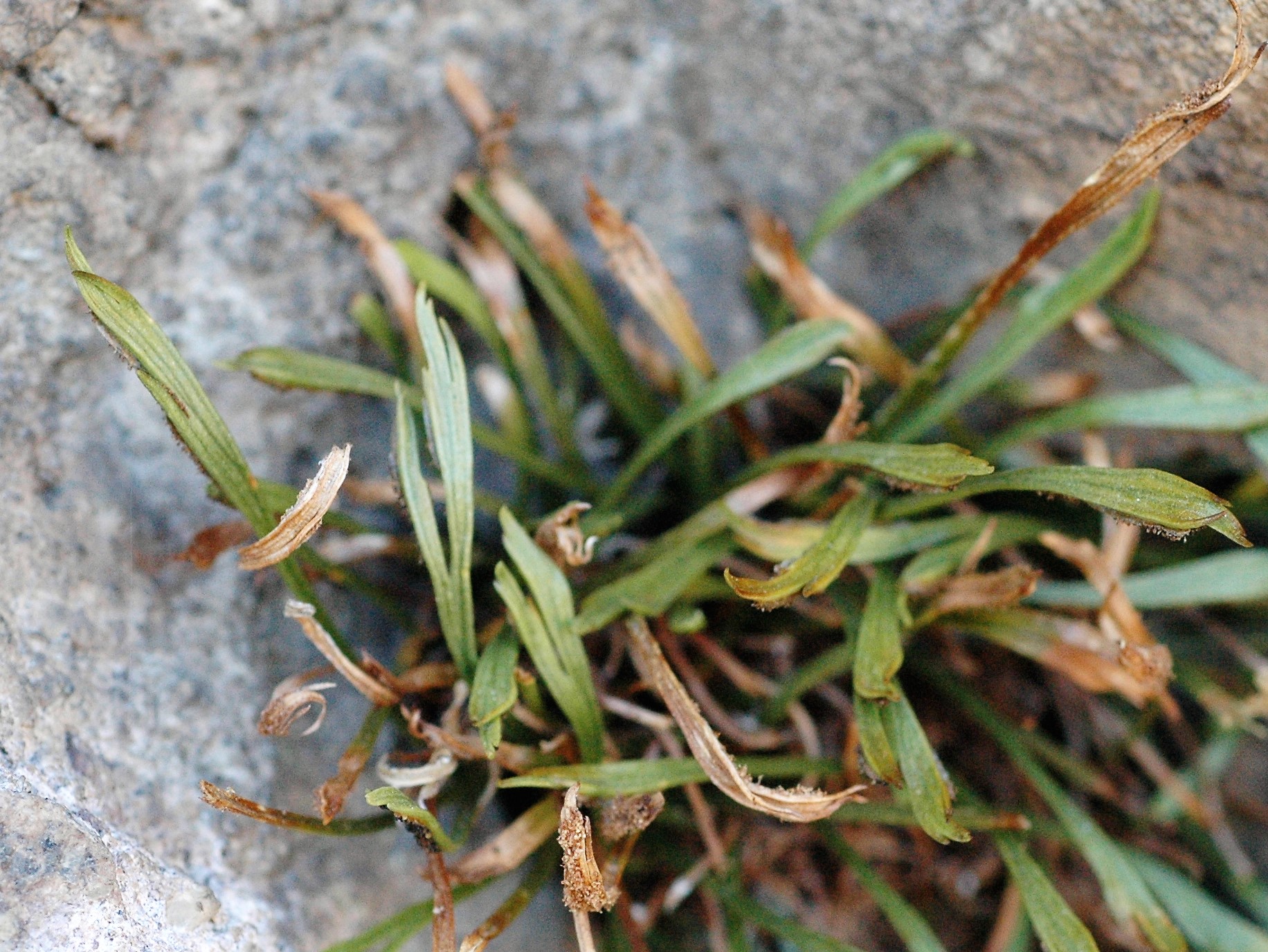 <i>Asplenium septentrionale</i>; Northern Spleenwort