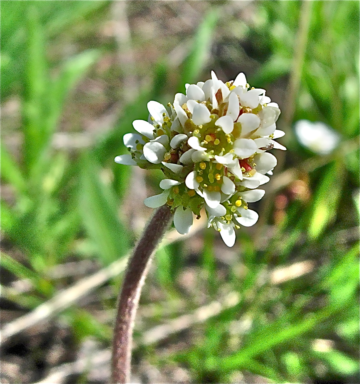 <i>Micranthes rhomboidea</i>